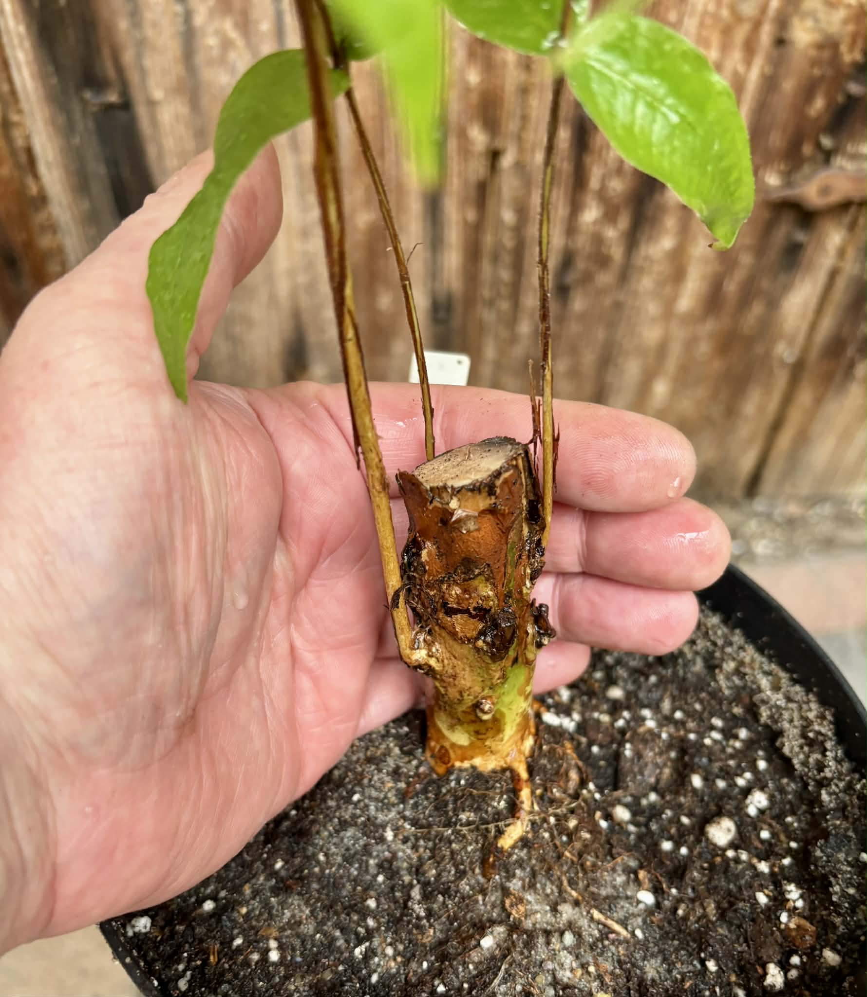 Plinia aureana "Branca Costada"  - 1 potted plant / 1 getopfte Pflanze