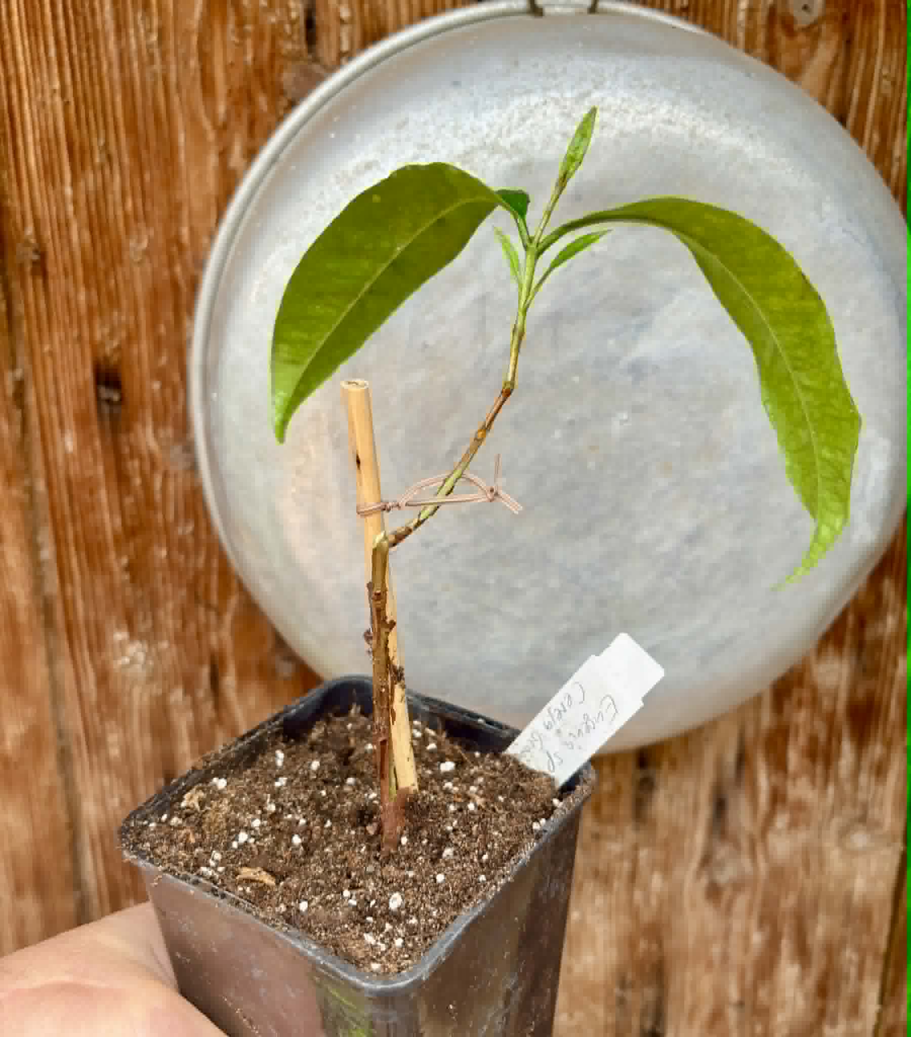 last plant - Eugenia sp Cereja Grande da Bahia - 1 potted plant / 1 getopfte Pflanze