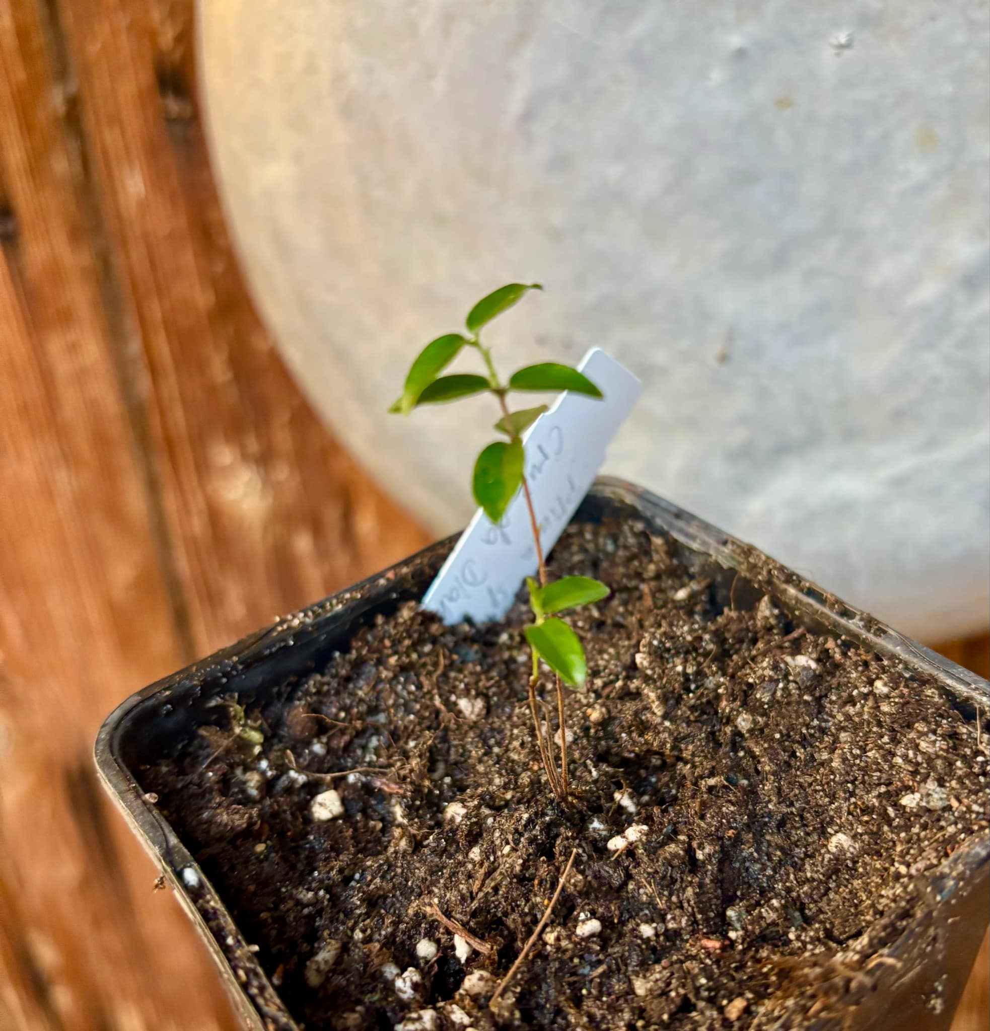 Plinia sp Cruz de Diamantina - 1 small potted plant/ 1 kleine, getopfte Pflanze
