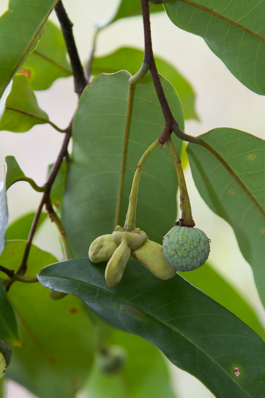 Annona exsucca - 1 fresh seed / 1 frischer Samen