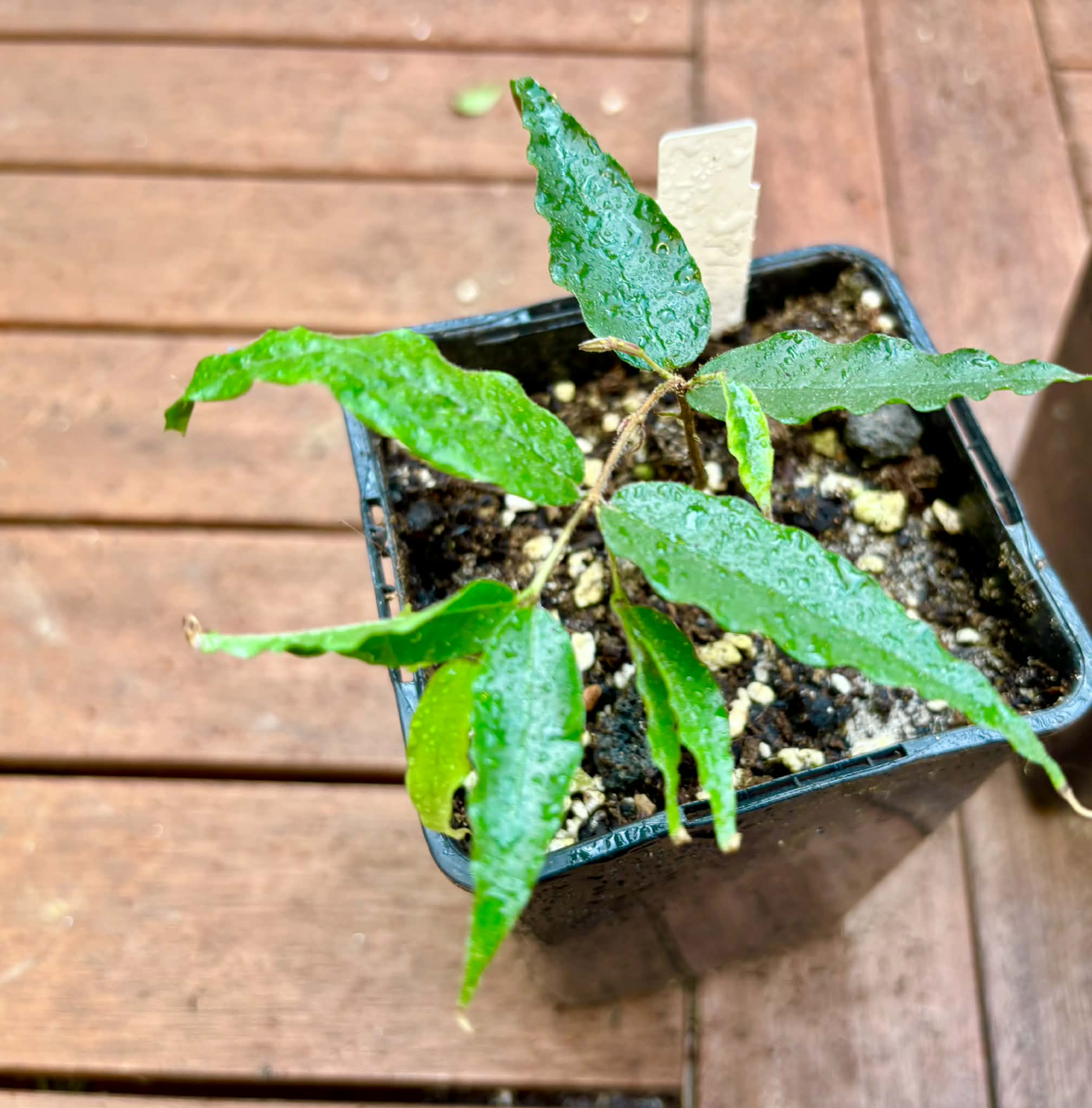 Collection of 5 Jaboticaba -  5 different potted Plinia / 5 verschiedene, getopfte Plinia