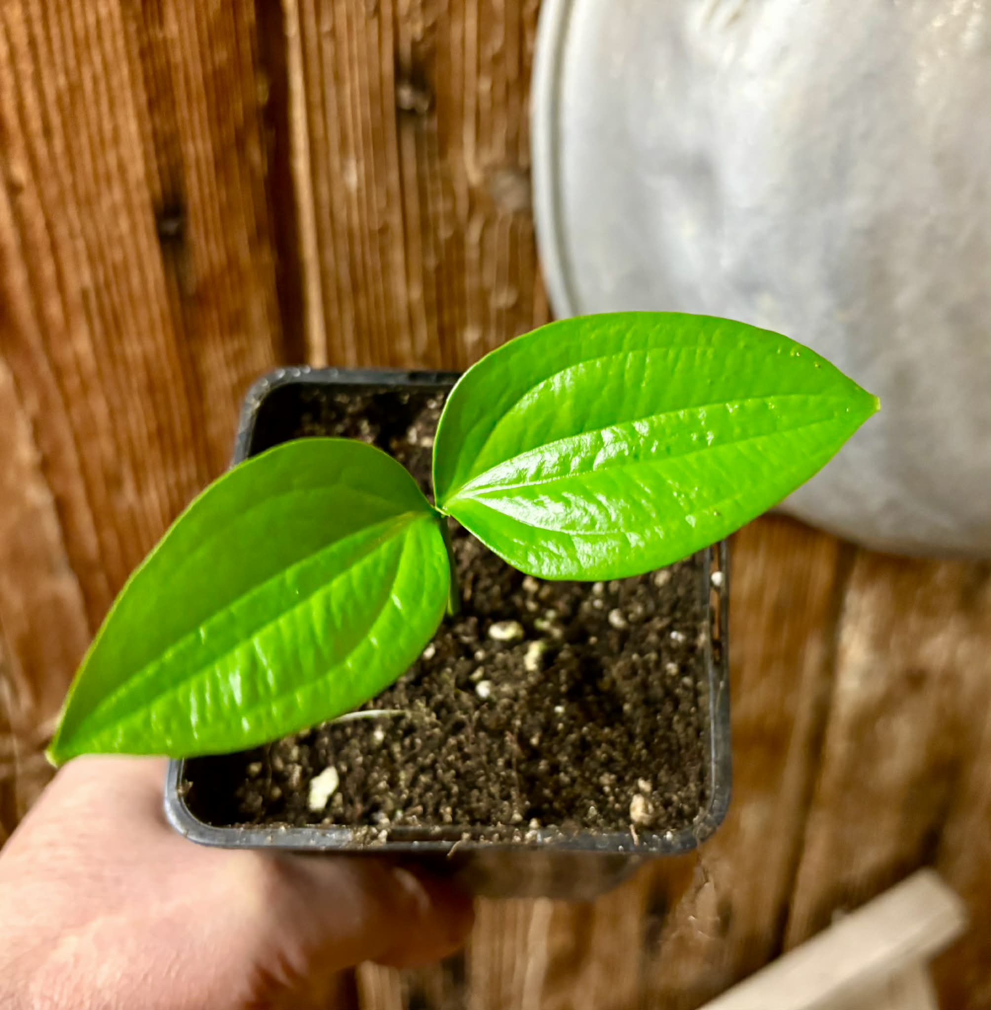 Dulacia sp. Cafe doce  -  1 potted seedling / 1 getopfter Sämling