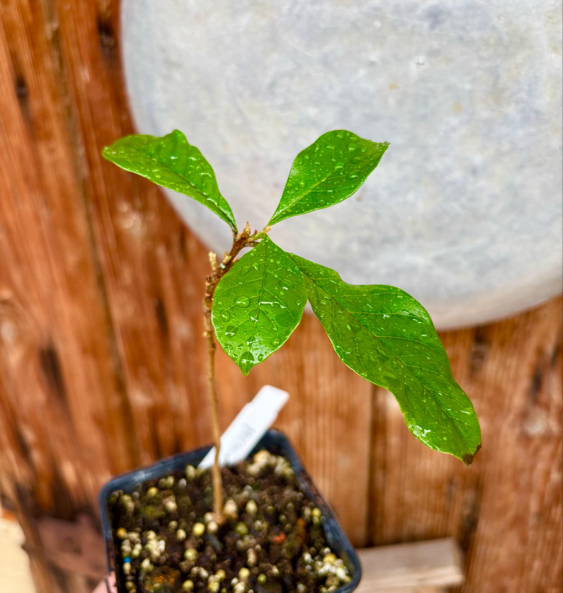Marmixa (Pradosia lactescens) - 1 potted plant / 1 getopfte Pflanze