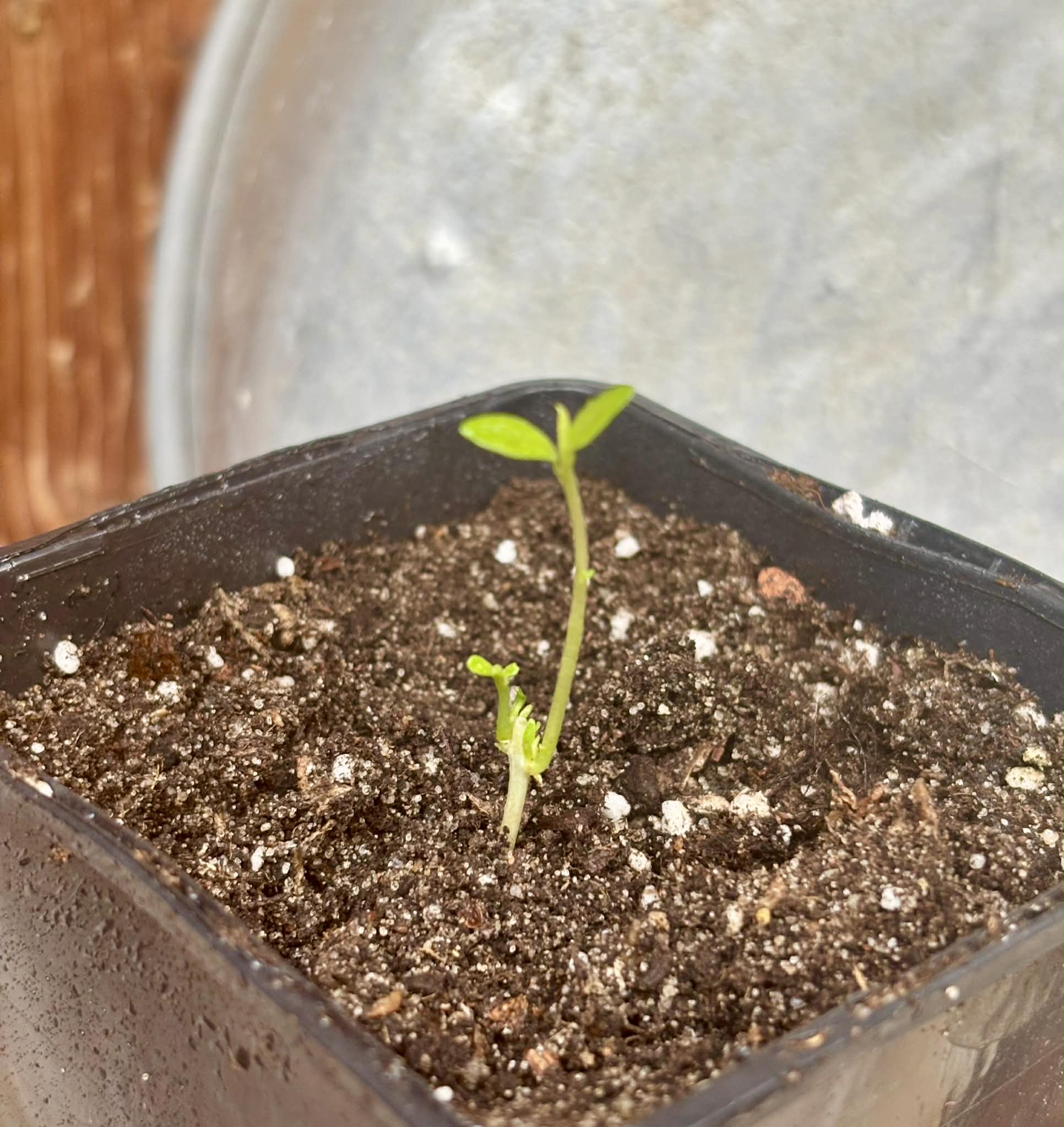 Syzygium cumini var. alba  (White Jambolan) - 1 potted seedling / 1 getopfter Sämling