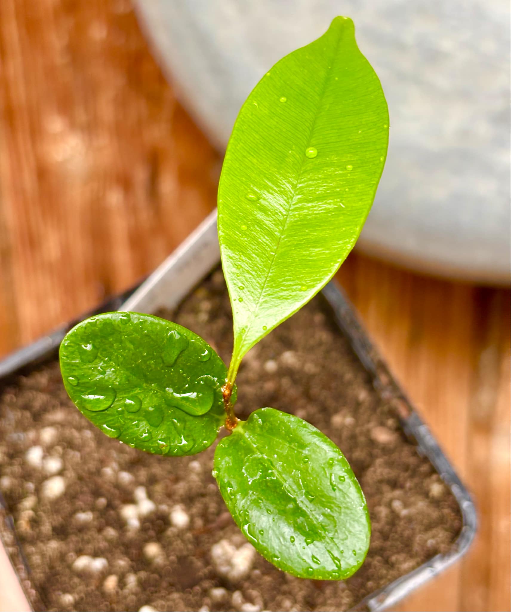Micropholis sp Negro de Cabo  -  1 potted seedling / 1 getopfter Sämling