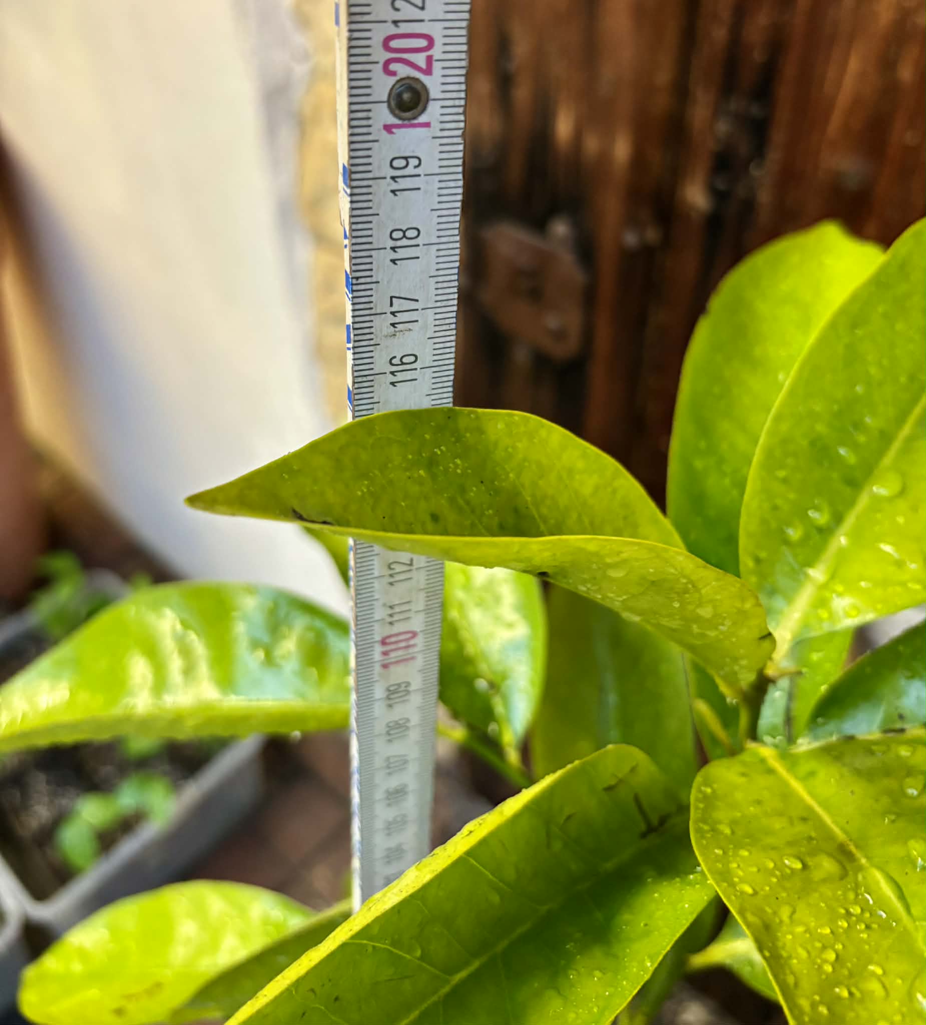 4 years old - Diospyros nigra - Black Sapote Nr.1 - 1 potted plant / 1 getopfte Pflanze