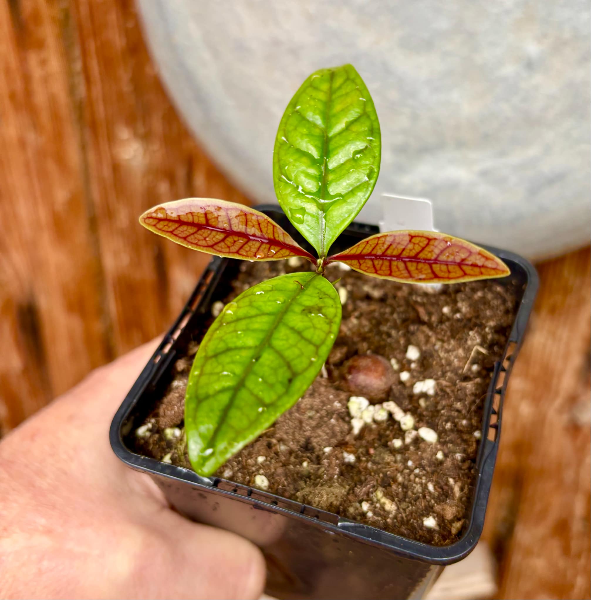 Eugenia sp de Talo -  1 small potted seedling / 1 kleiner, getopfter Sämling