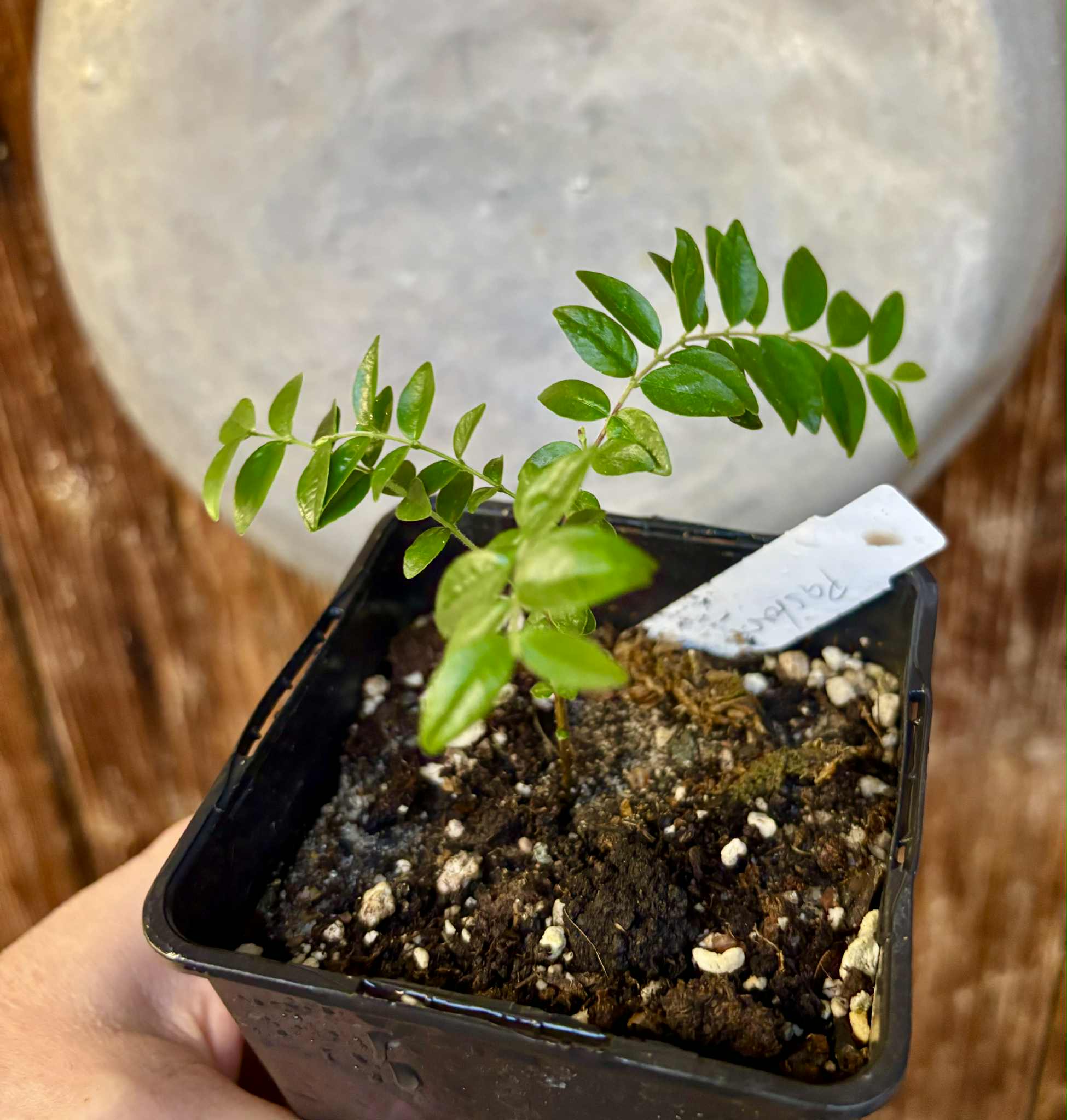 Myrciaria sp Pastora - 1 potted seedling / 1 getopfter Sämling