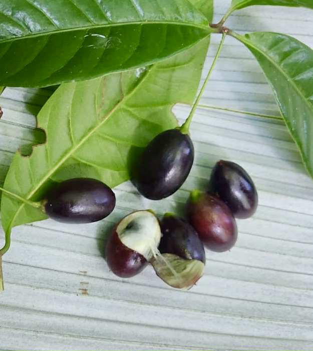Pouteria sp Nova Abiu negro - 1 fresh seed / 1 frischer Samen Pouteria sp Nova Abiu negro - 1 fresh seed / 1 frischer Samen