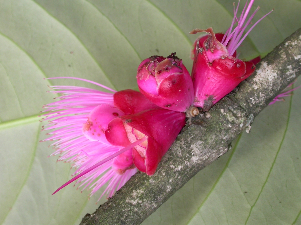 Pre Order - Syzygium versteegii - 1 fresh seed / 1 frischer Samen
