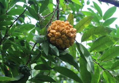 Annona neolaurifolia - 1 potted plant / 1 getopfte Pflanze