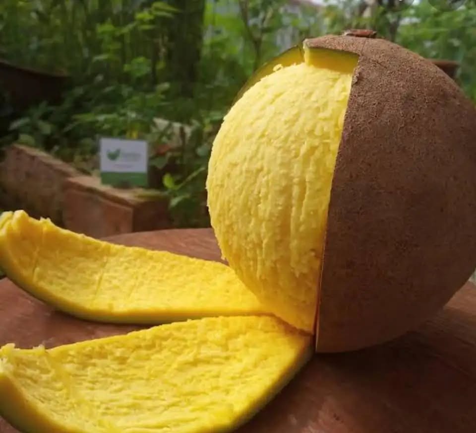 Pre Order - Bambangan (Mangifera pajang) - 1 fresh seed / 1 frischer Samen