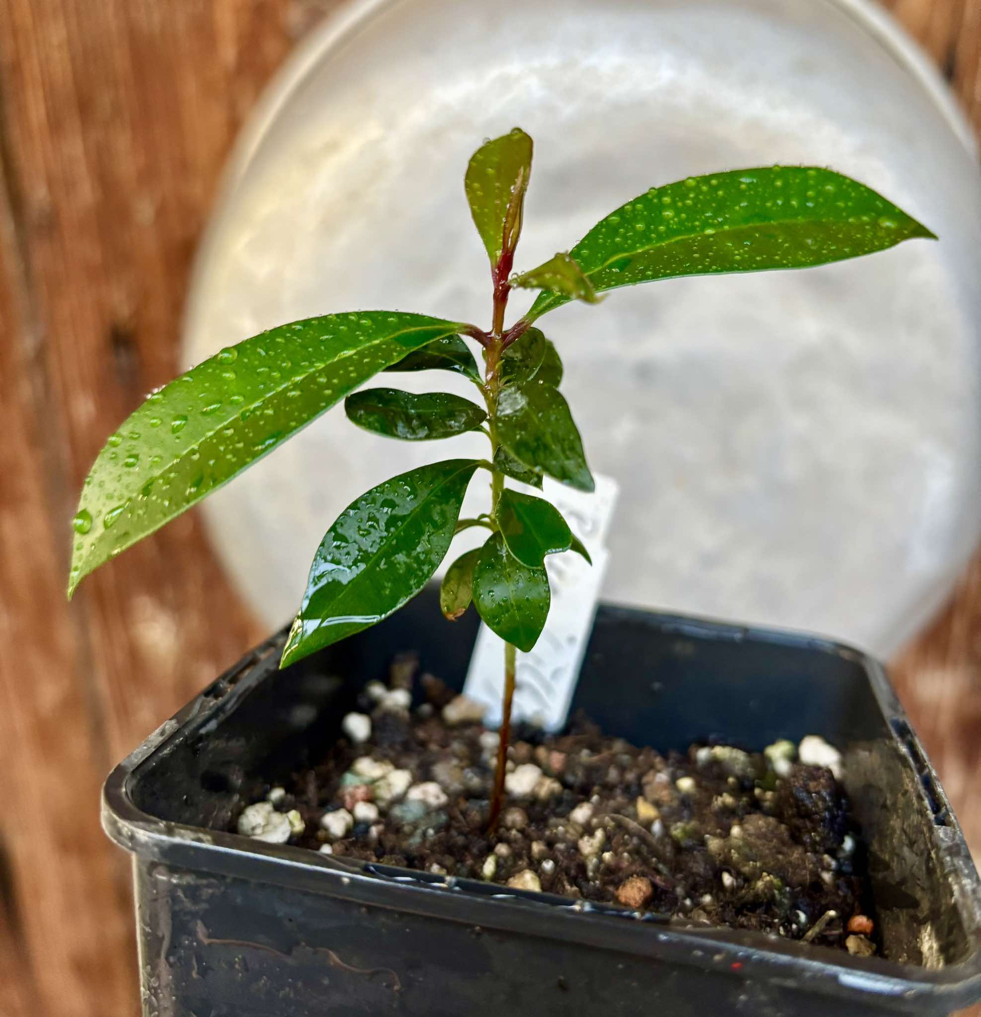 Syzygium oleosum - Blue Lilly Pilly - 1 potted plant / 1 getopfte Pflanze