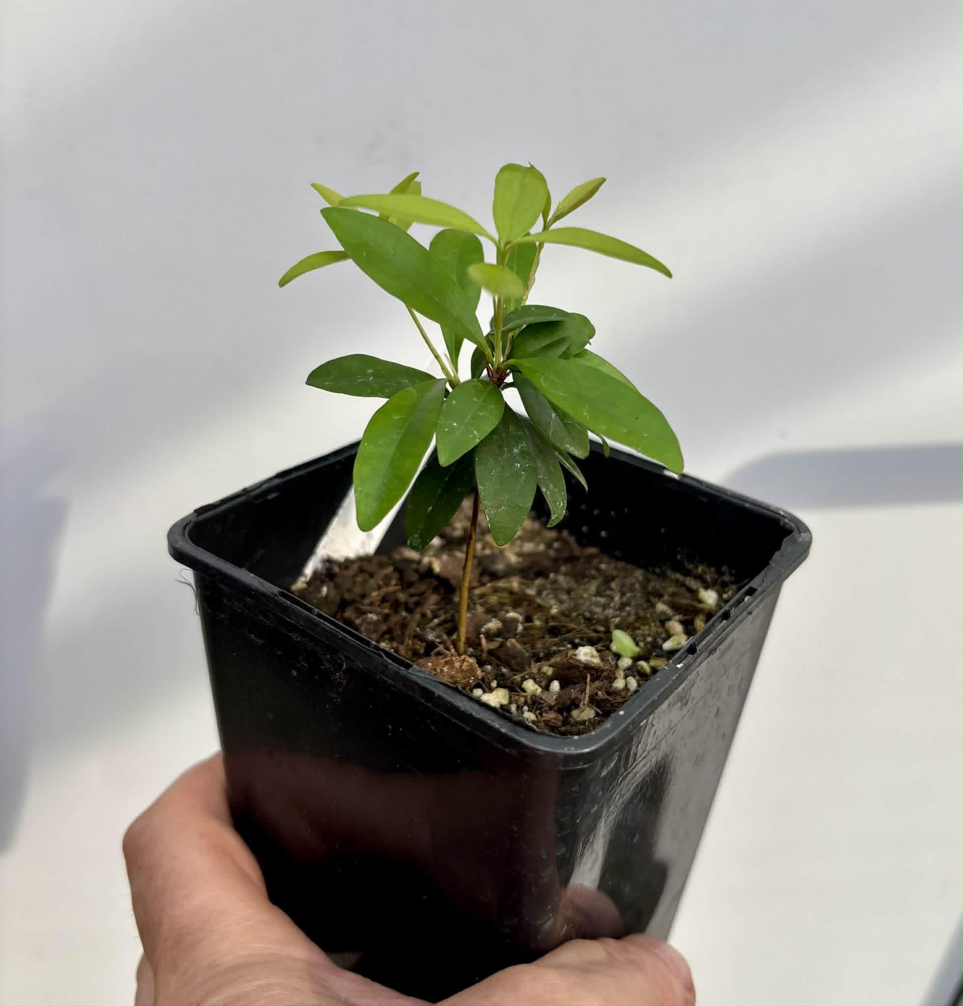 Eugenia sp Nova Rio Guari - 1 potted seedling / 1 getopfter Sämling