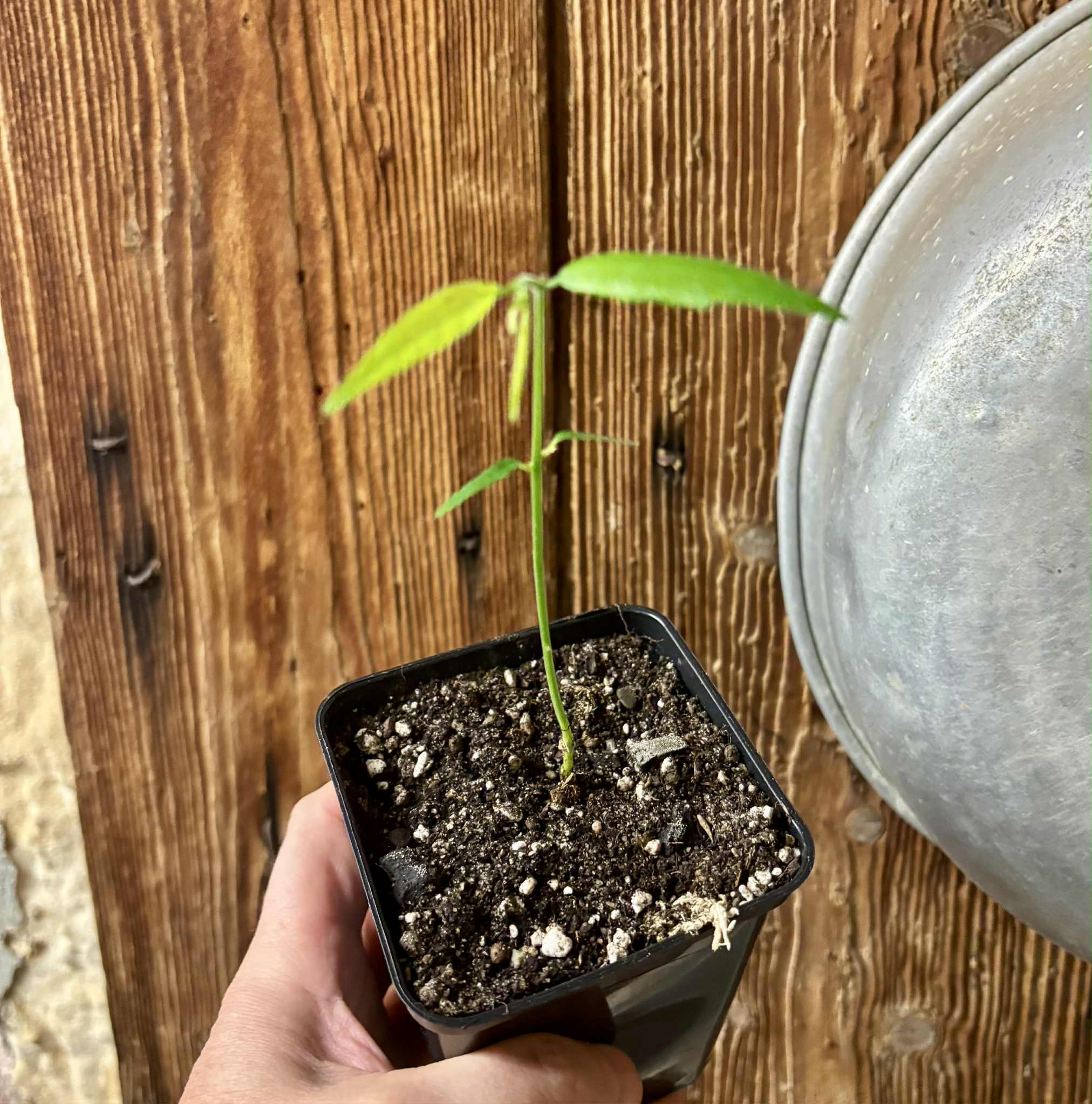 Snakewood (Brosimum guianense) -  1 potted seedling / 1 getopfter Sämling