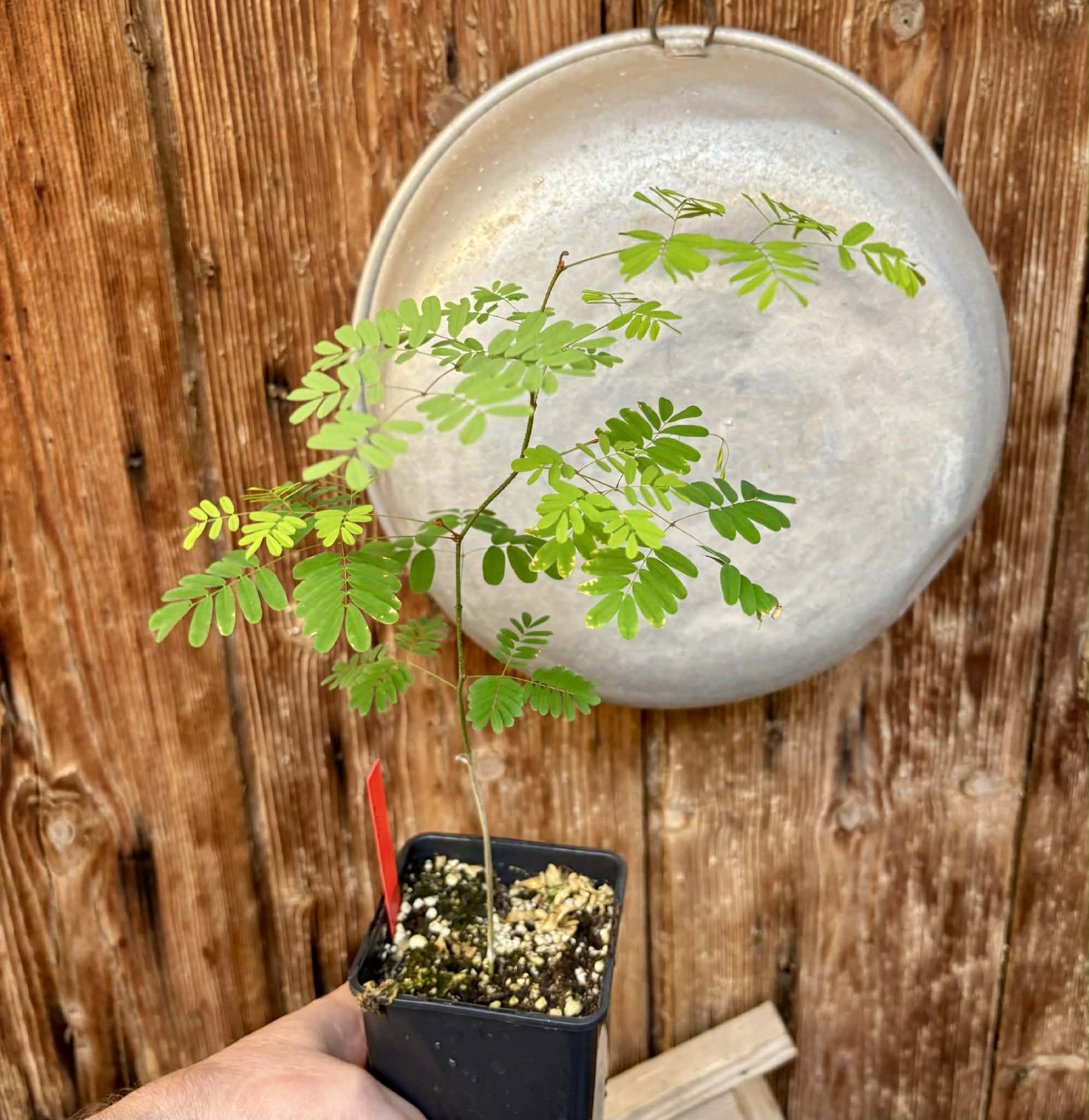 Pau ferro (Libidibia ferrea) -  1 potted seedling / 1 getopfter Sämling
