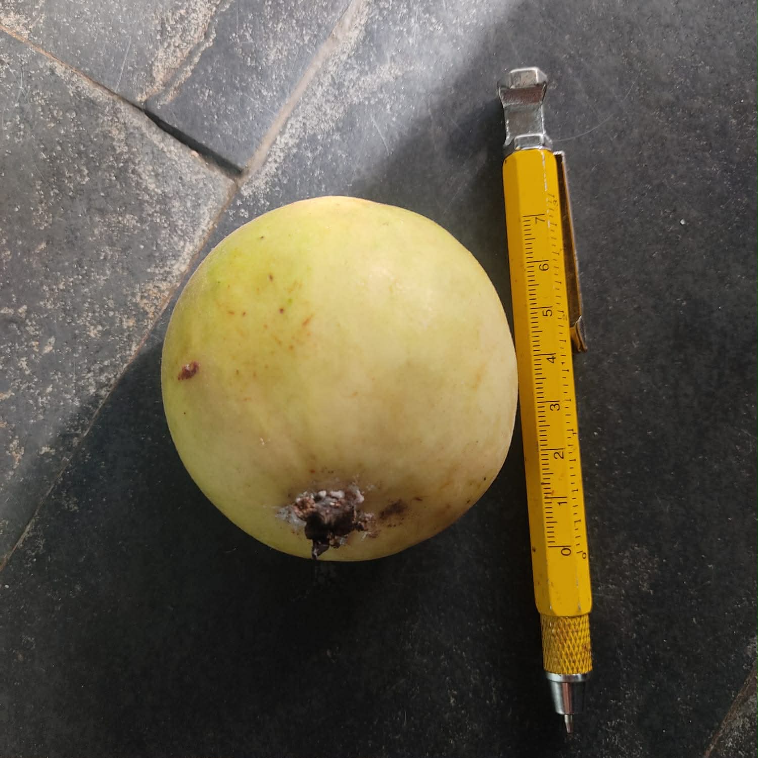 Pre Order - Yellow Plinia longiacuminata -  1 fresh seed / 1 frischer Samen