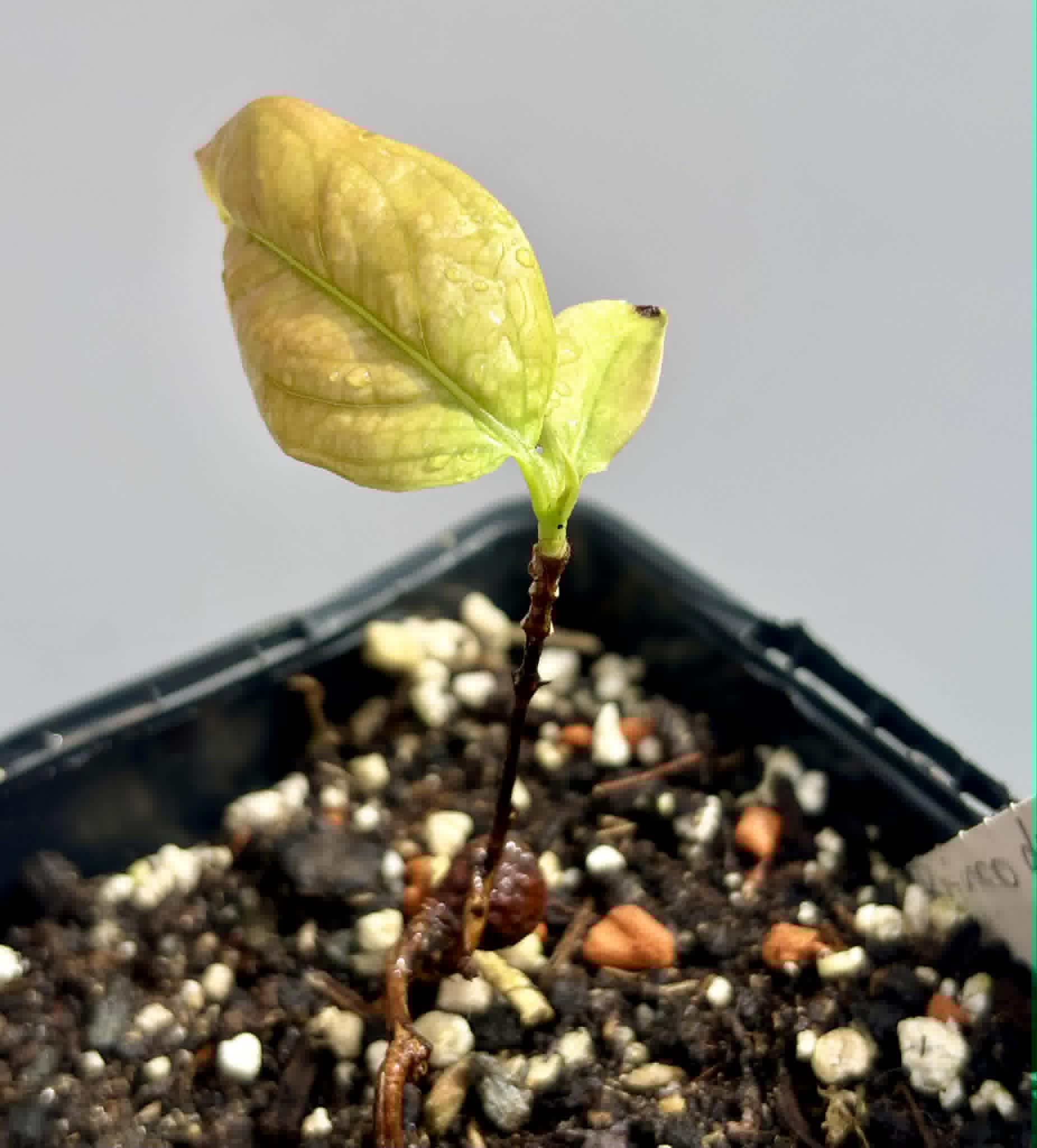 Cagaita var. "Brinco de Princesa" (Eugenia dysenterica) - 1 potted plant / 1 getopfte Pflanze