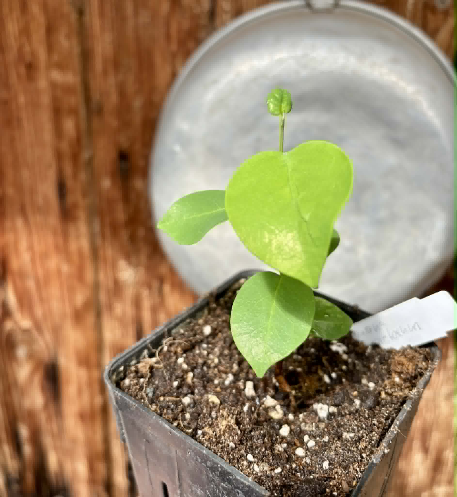 Araticum Pinha (Annona vepretorum)  - 1 potted plant / 1 getopfte Pflanze