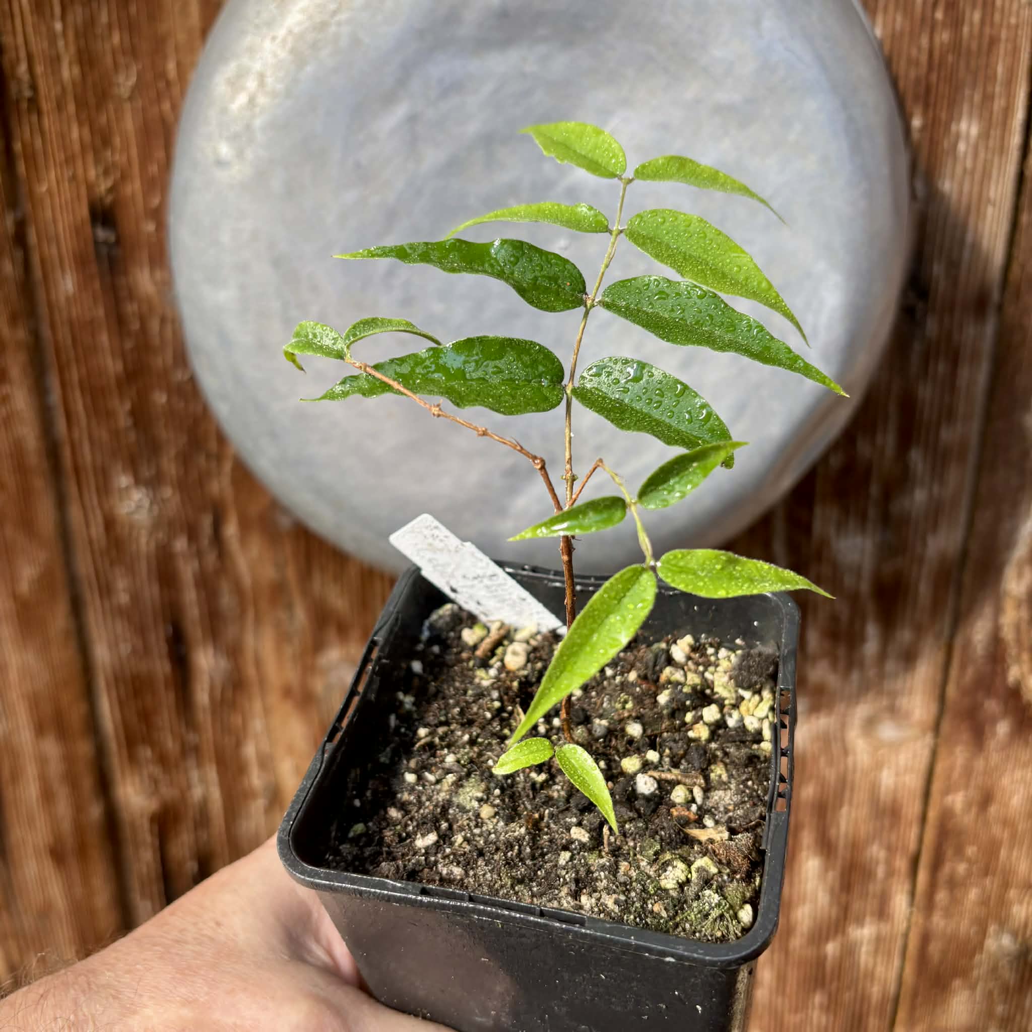 Plinia sp Cabo longo Sao Joao -  1 fresh potted seedling / 1 frisch getopfter Sämling