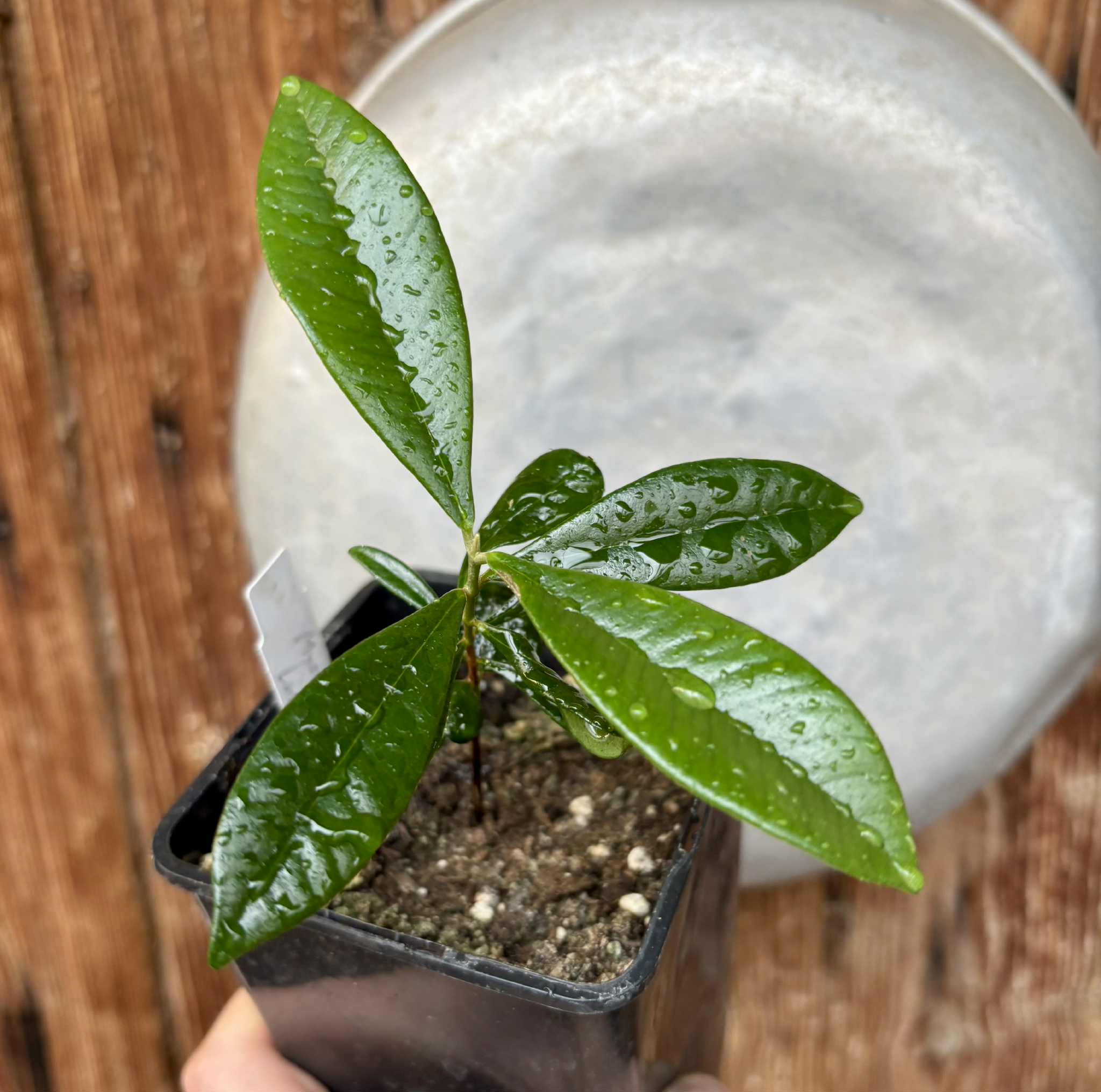 Myrcia luschnathiana -  1 potted seedling / 1 getopfter Sämling