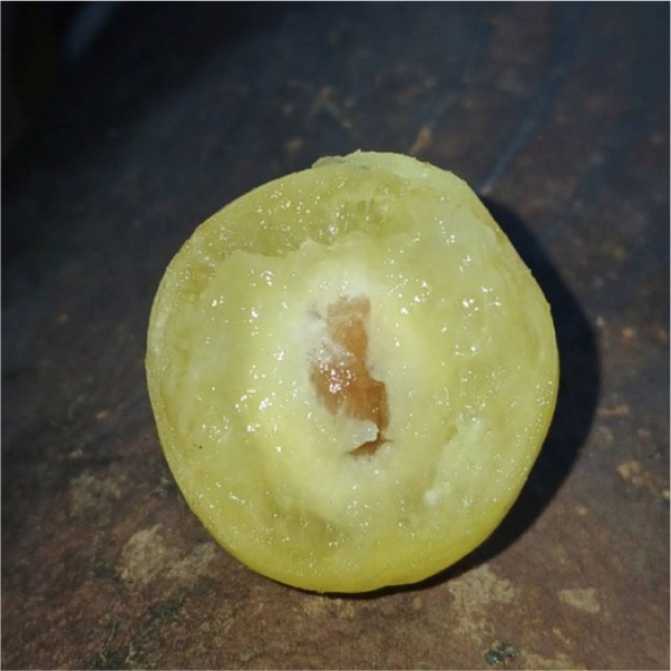 Pre Order - Umbu (Spondias tuberosa) -  1 fresh seed / 1 frischer Samen