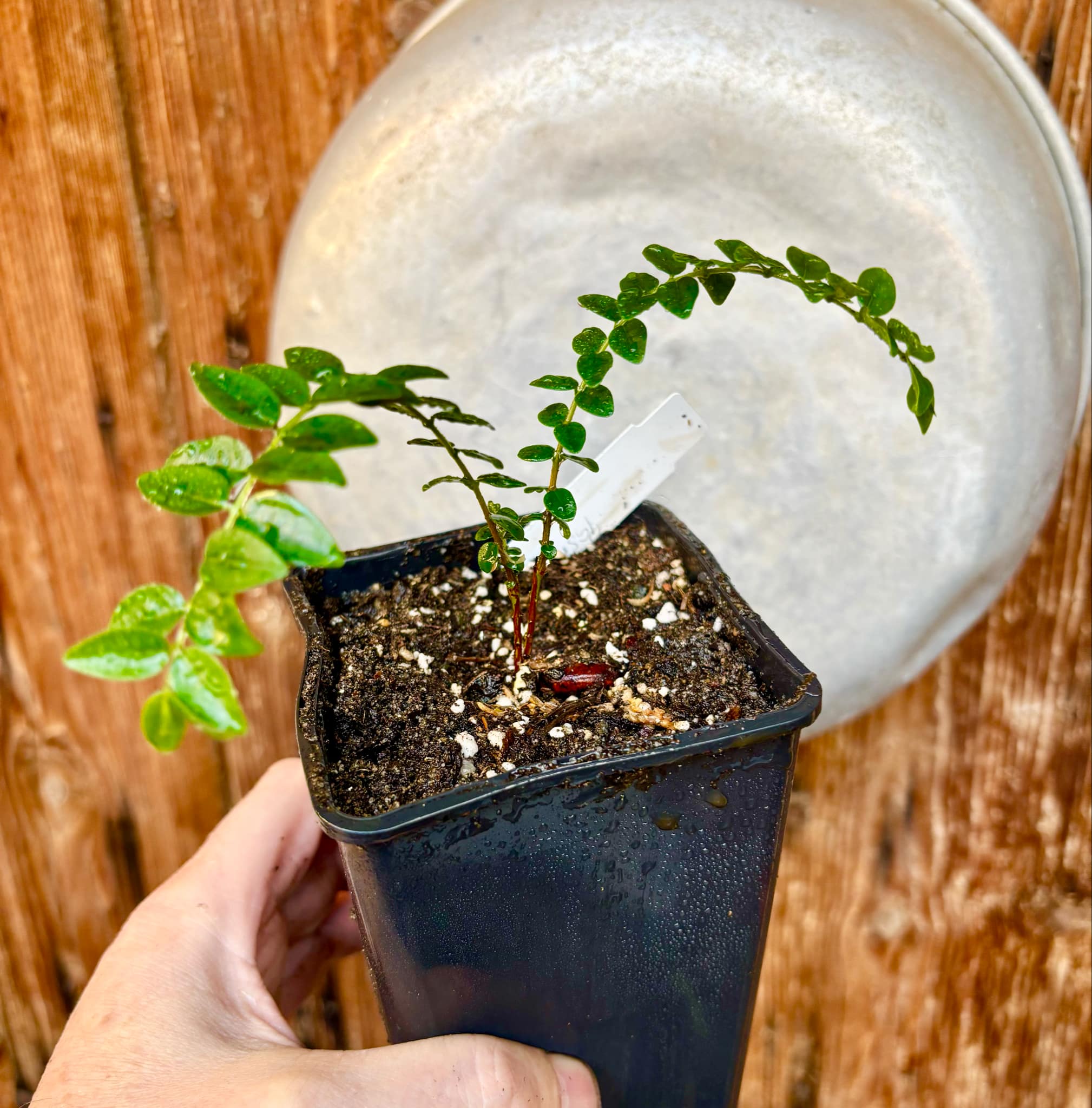 Myrciaria sp Pastora - 1 small potted seedling / 1 kleiner, getopfter Sämling