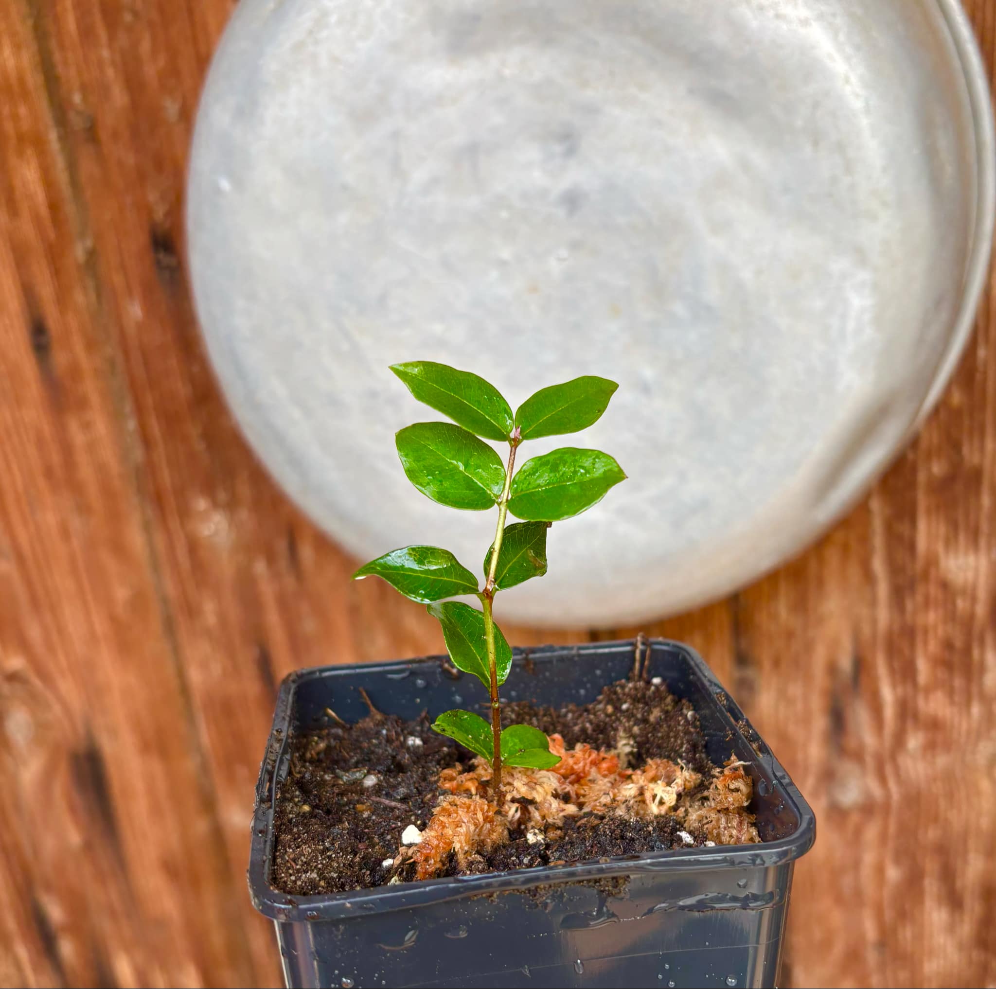 Eugenia uniflora var. Tutti Colore 1 rooted  cutting, potted / 1 bewurzelter Steckling, getopft 