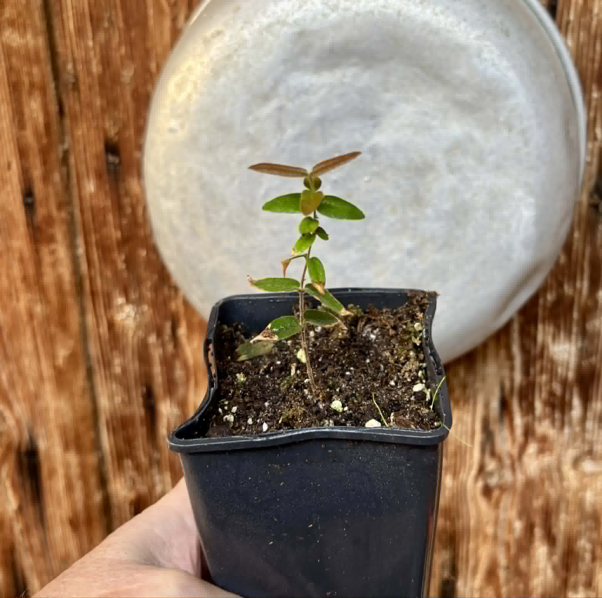 Myrciaria caerulescens (Roxa - Blue Guaquiea) - 1 potted seedling / 1 getopfter Sämling