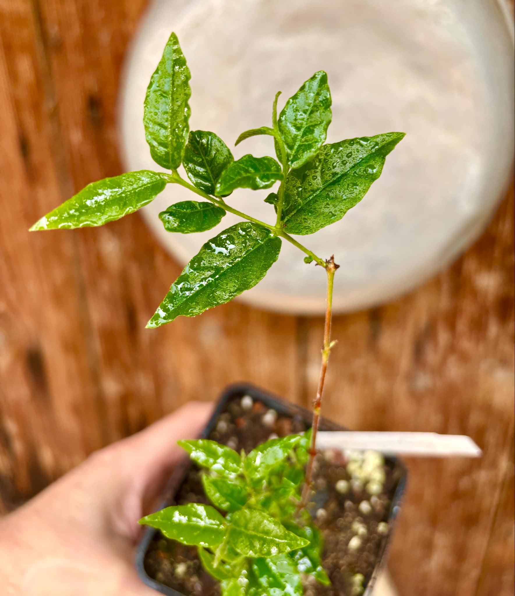 Campomanesia phaea - Flying Saucer Fruit - Cambuci  - 1  potted plant / 1 getopfte Pflanze