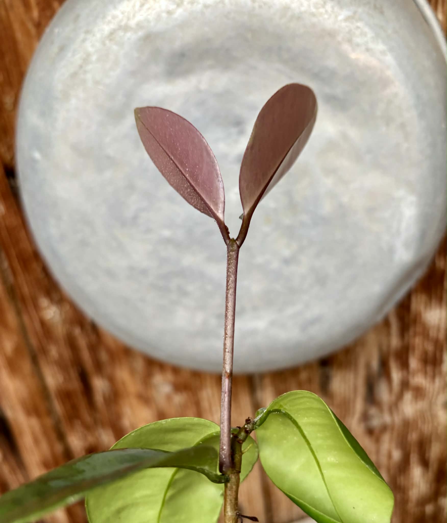 Eugenia sp Unana -  1 potted seedling / 1 getopfter Sämling