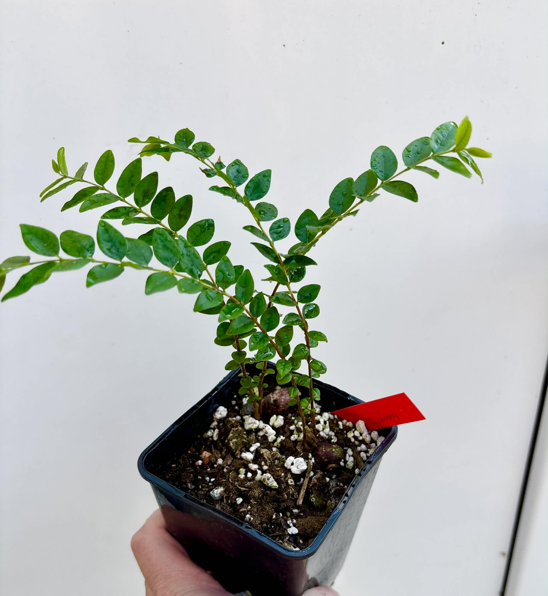 2 in 1 pot - Myrciaria sp Pastora - 2 seedlings in one pot / 2 Sämlinge in einem Topf