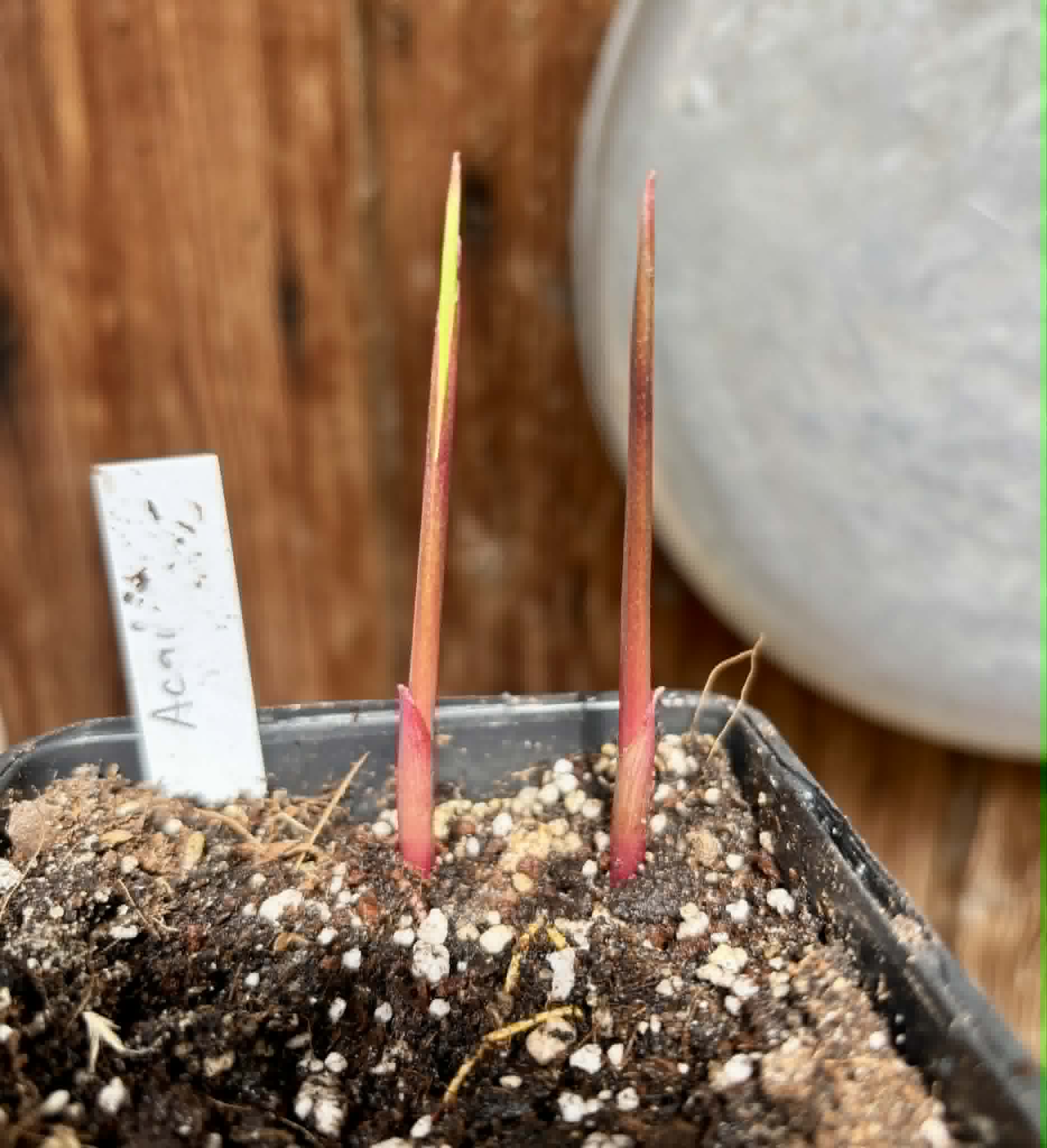 2 in 1 pot - Acai (Euterpe oleracea) -  2 seedlings in one pot / 2 Sämlinge in einem Topf
