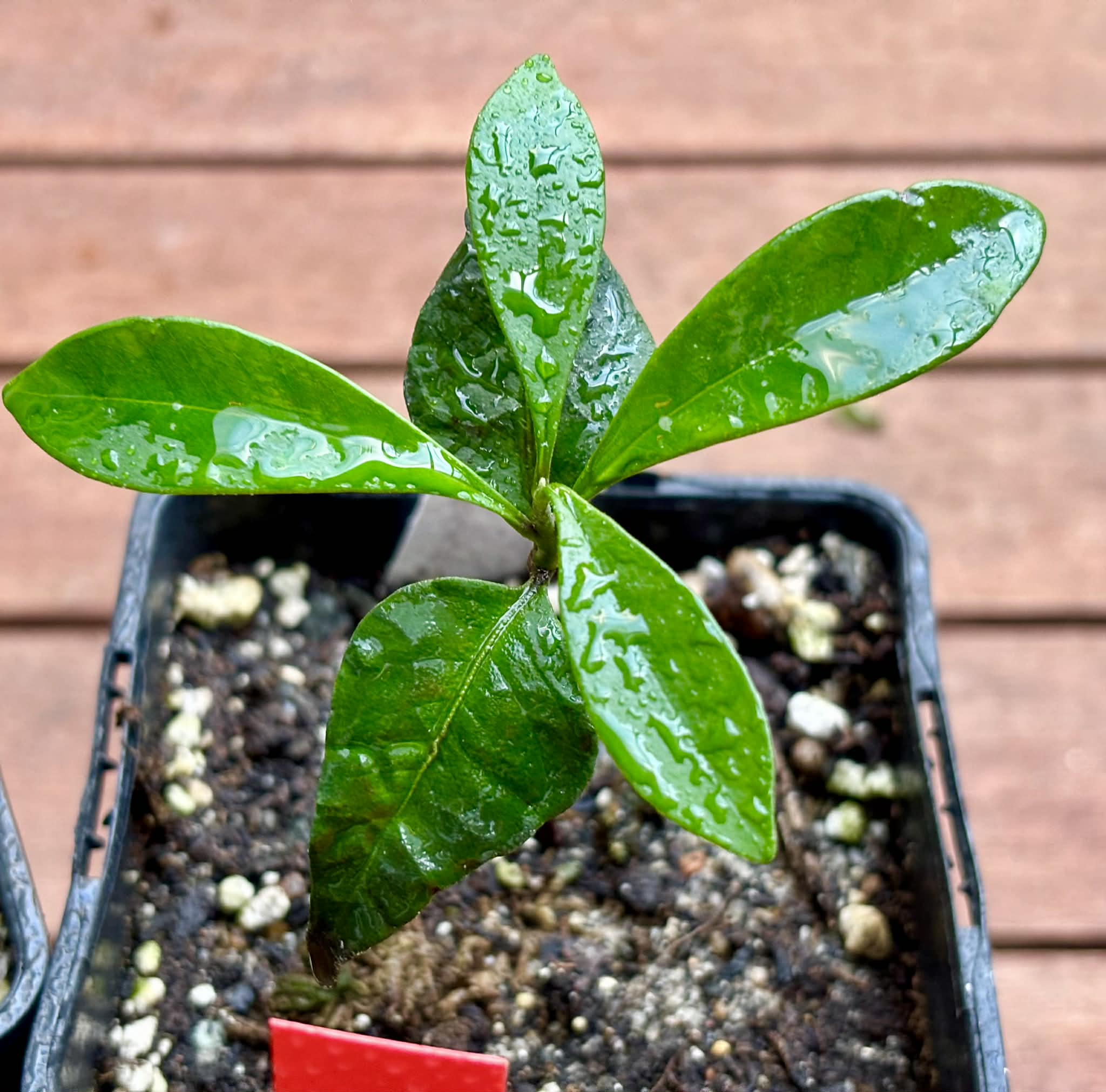 Collection of 5 Myrcia -  5 different potted plants / 5 verschiedene, getopfte Pflanzen