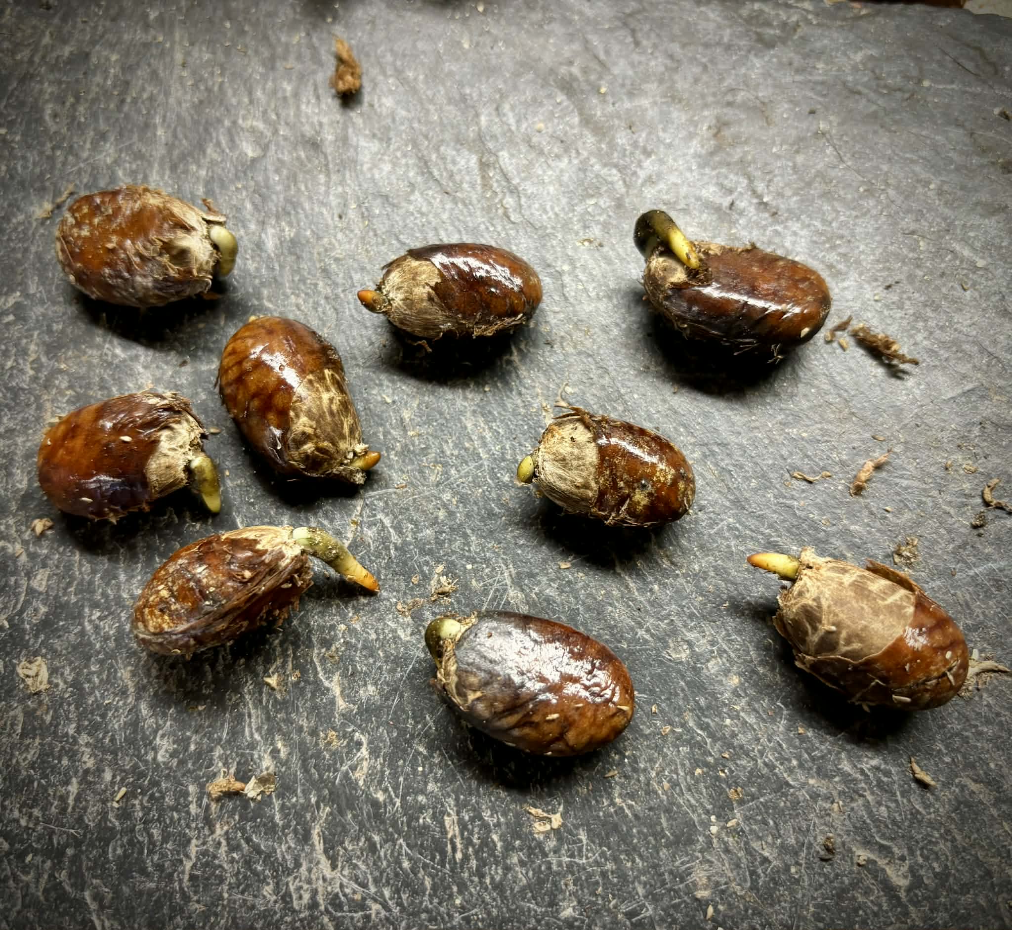 Diospyros transitoria - 1 germinated seed / 1 gekeimter Samen