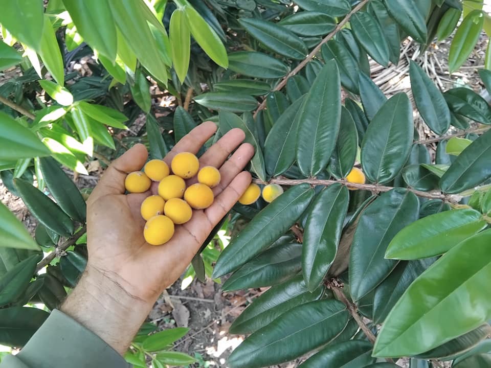 9 years old - Yellow Jaboticaba (Myrciaria glazioviana) - 1 potted plant / 1 getopfte Pflanze 