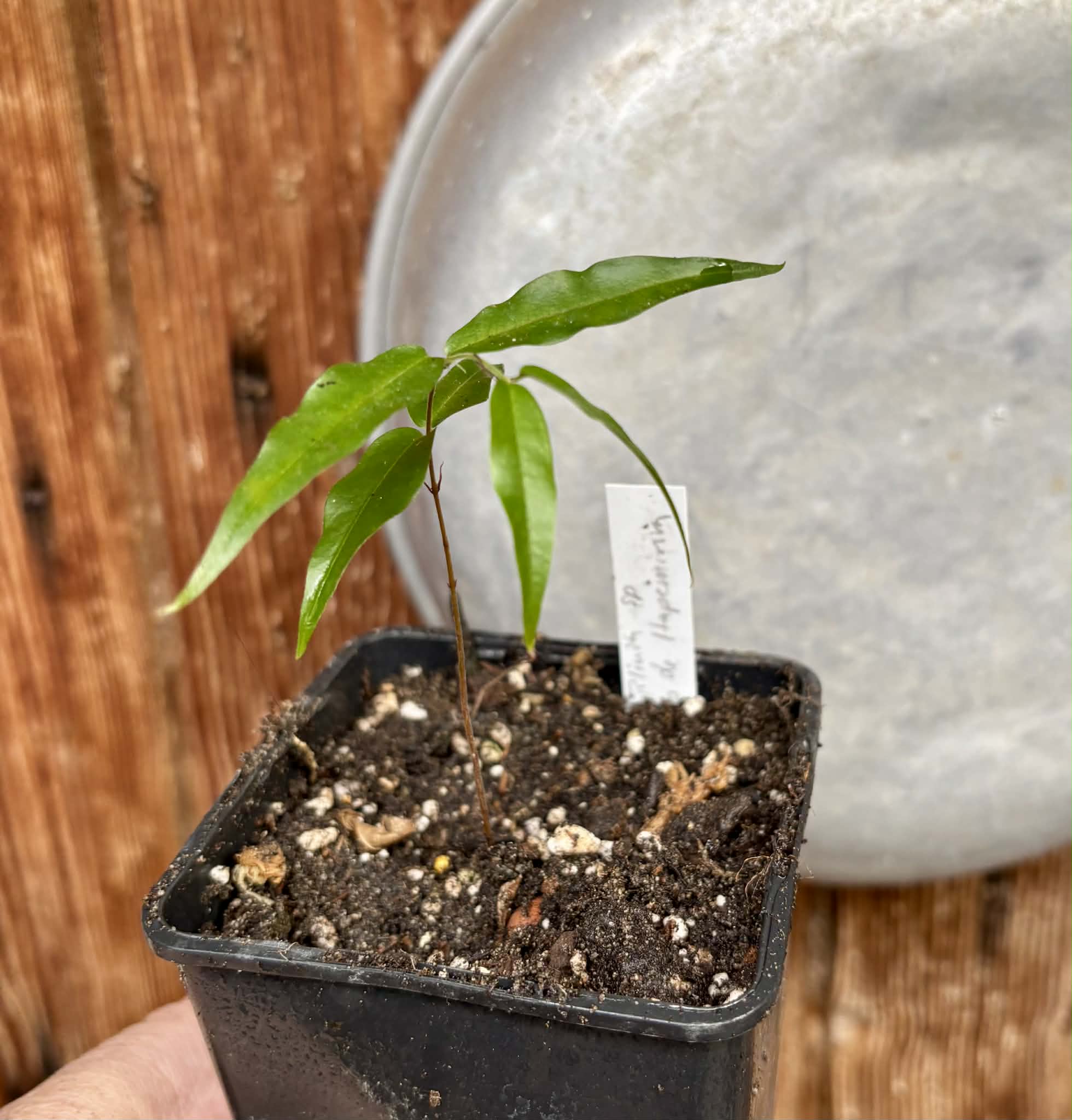 Plinia sp. Cachoeiro de Itapemirim - 1 potted seedling / 1 getopfter Sämling 