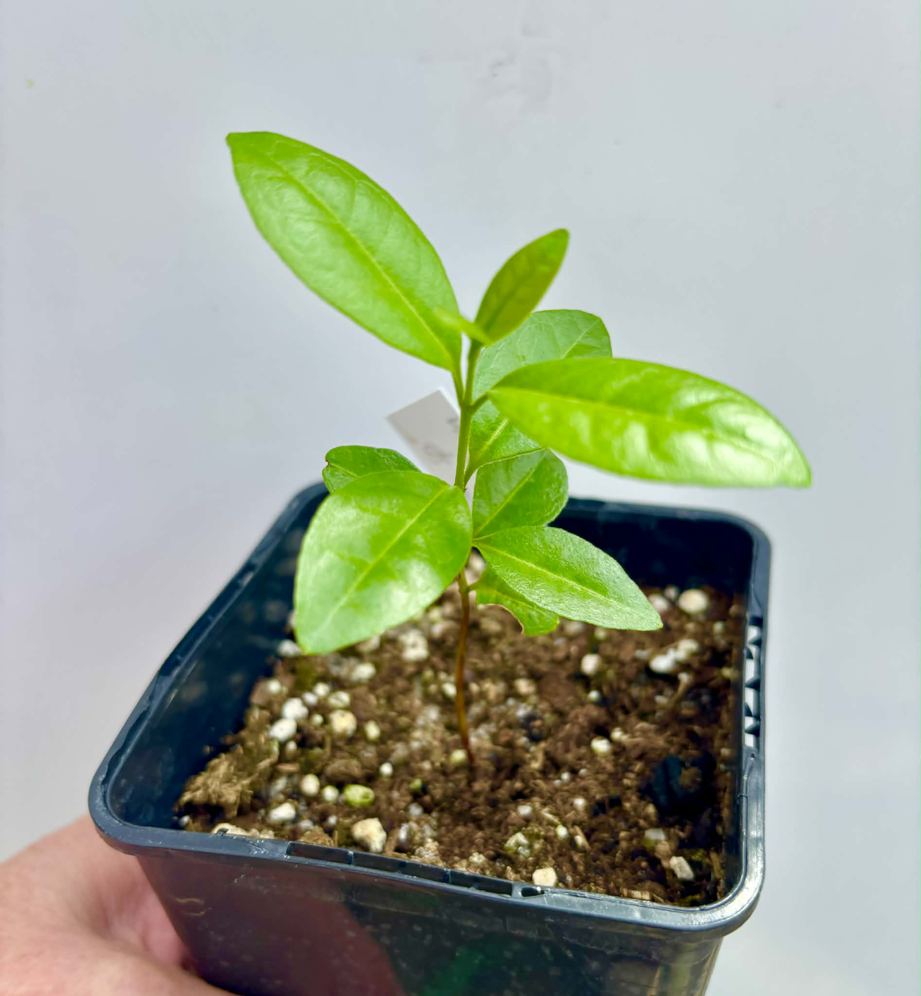 Psidium sp Anacardium -  1 potted seedling / 1 getopfter Sämling