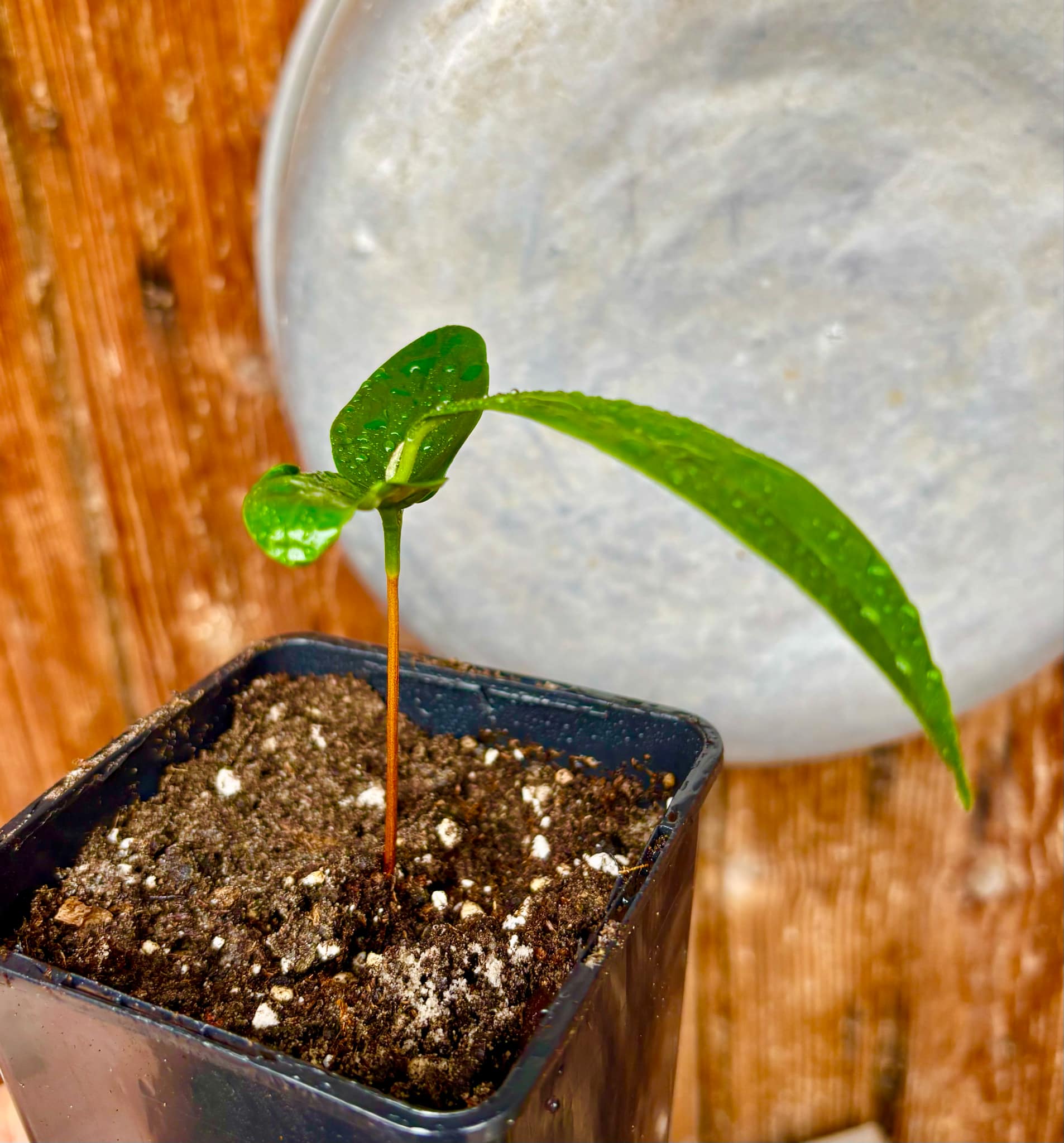 Aquai (Chrysophyllum gonocarpum)  -  1  potted seedling / 1 getopfter Sämling