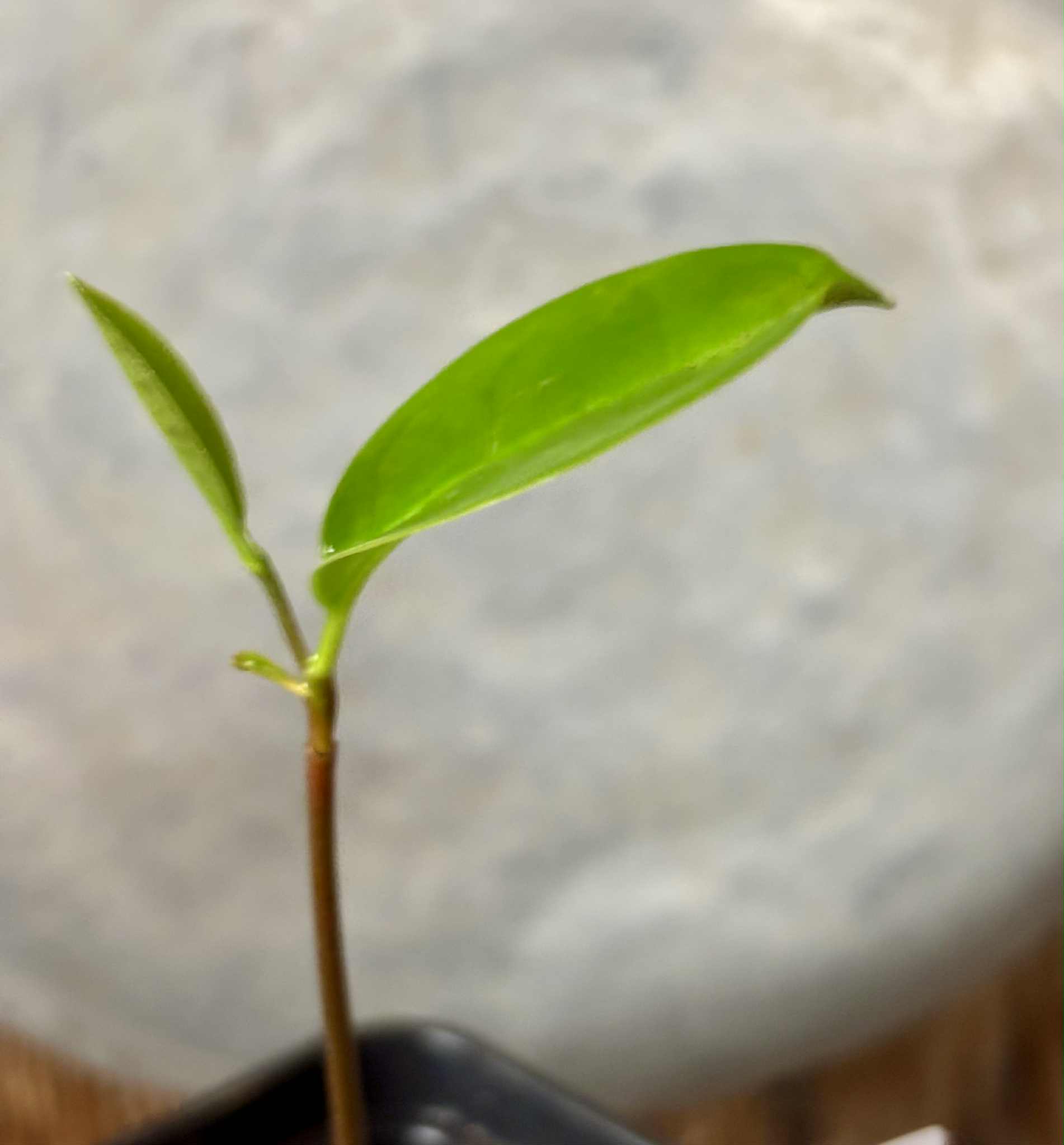 Annona salzmannii - 1 potted seedling / 1 getopfter Sämling