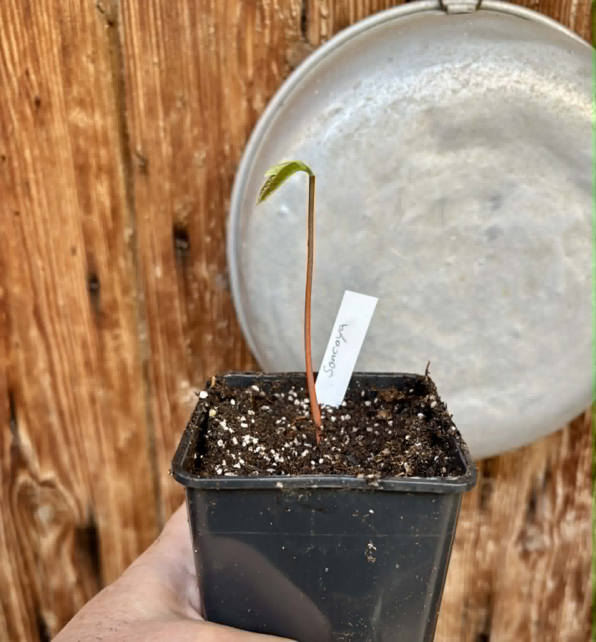 Annona purpurea - Soncoya - 1 potted plant / 1 getopfte Pflanze