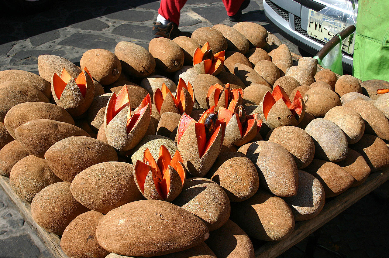 Pouteria sapota - Mamey Sapote - 1 fresh seed / 1 frischer Samen Pouteria sapota - Mamey Sapote - 1 fresh seed / 1 frischer Samen