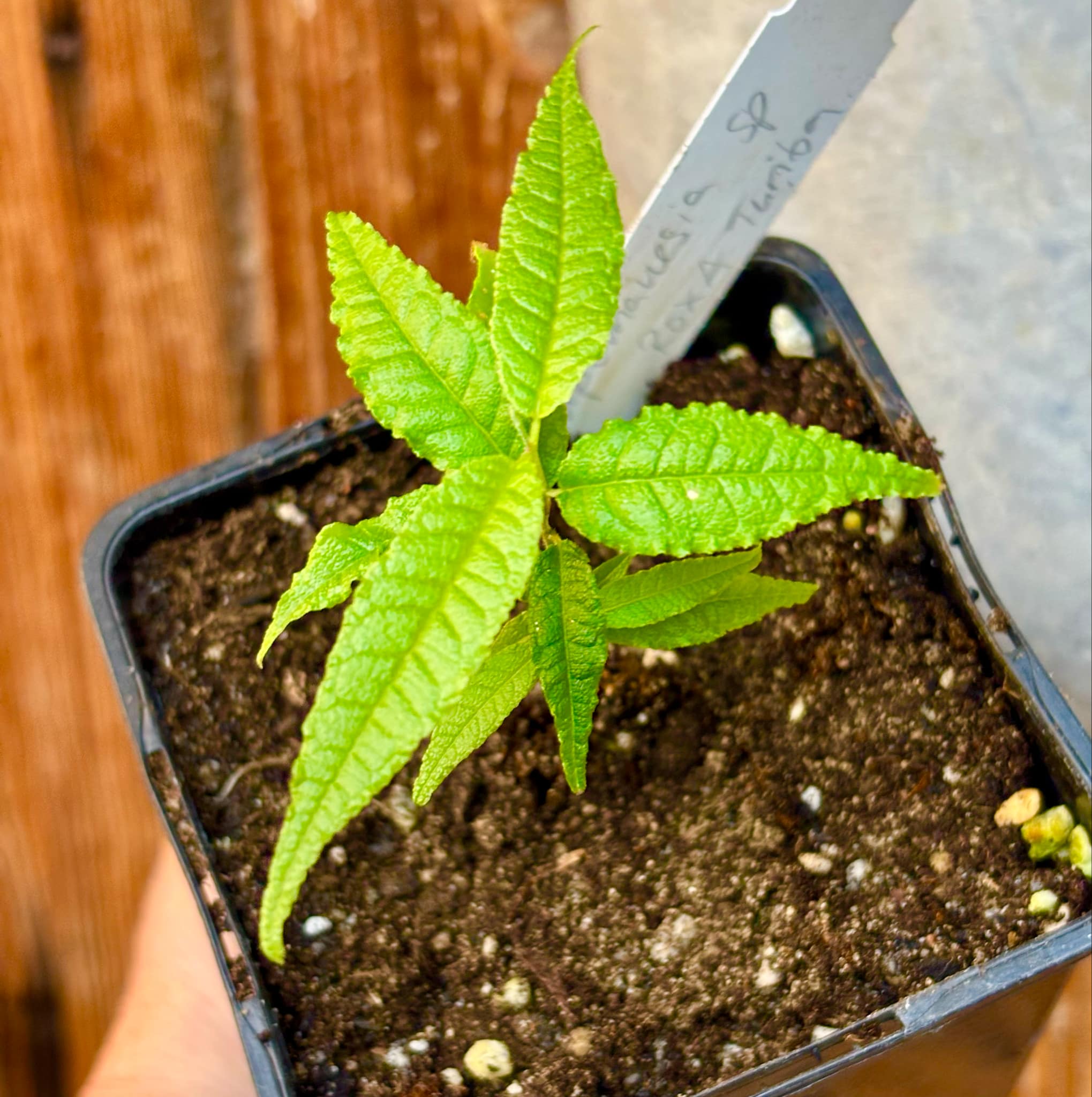 Campomanesia sp Roxa Turiba - 1 small potted seedling / 1 kleiner, getopfter Sämling