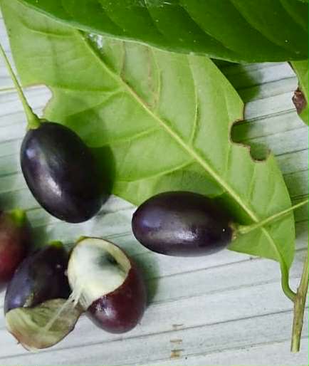 Pouteria sp Nova Abiu negro - 1 fresh seed / 1 frischer Samen