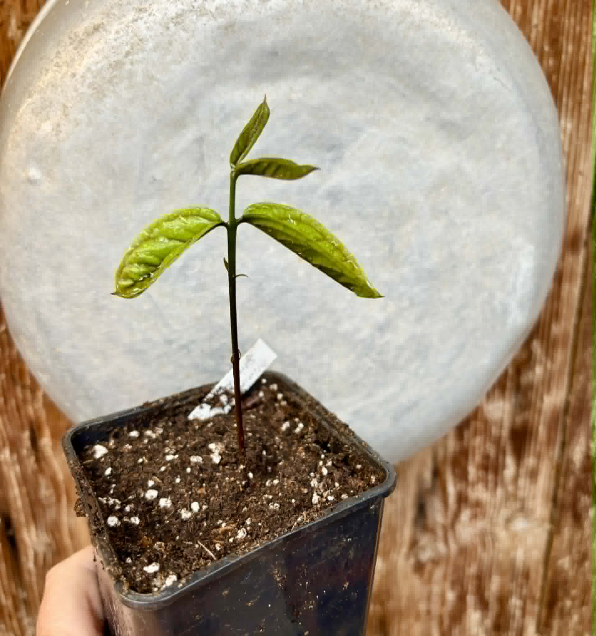 Plinia spiciflora -  1 potted seedling / 1 getopfter Sämling
