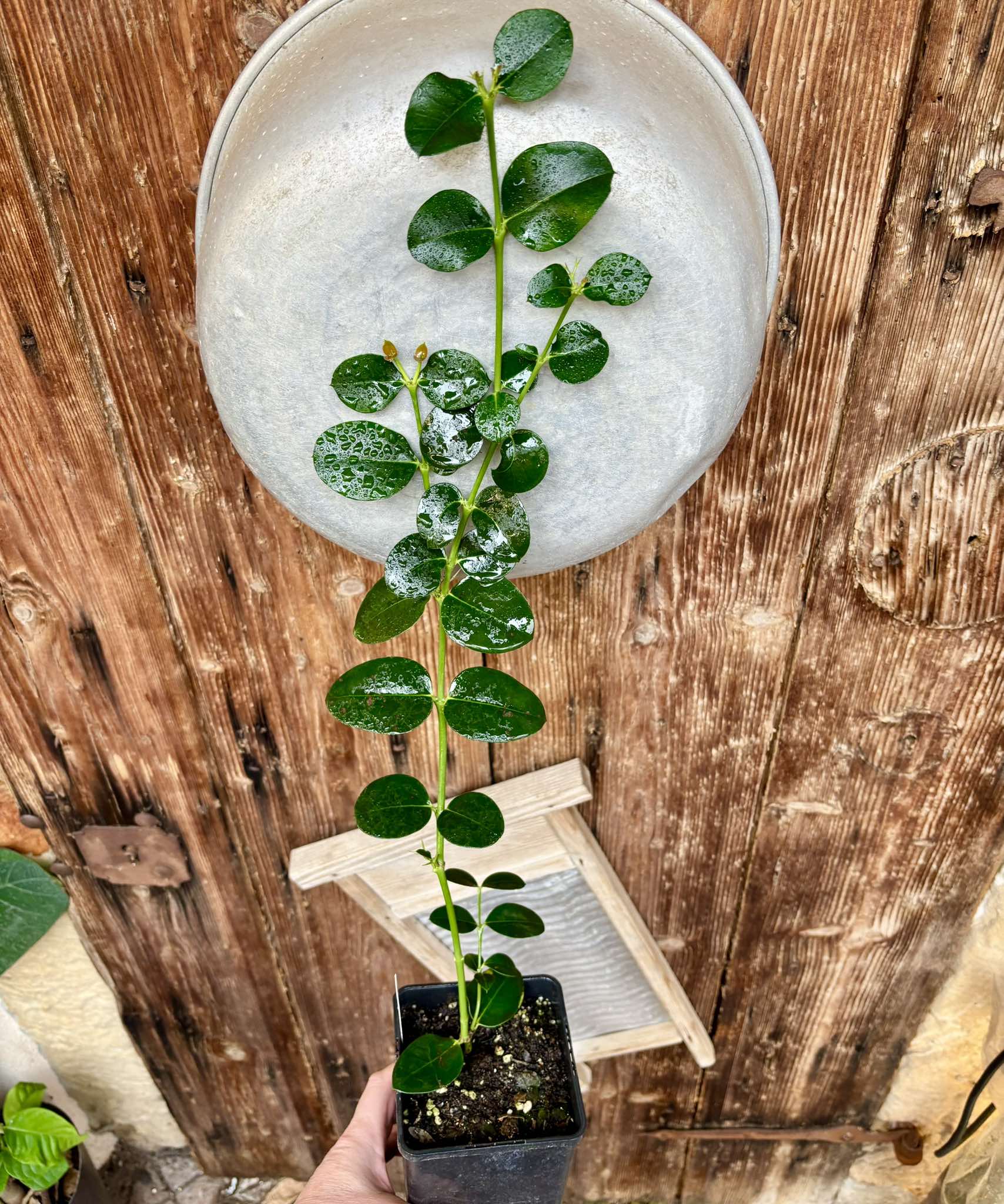 Carissa macrocarpa - Natal Plum - rooted cutting - 1 potted rooted cutting / 1 getopfter, bewurzelter Steckling