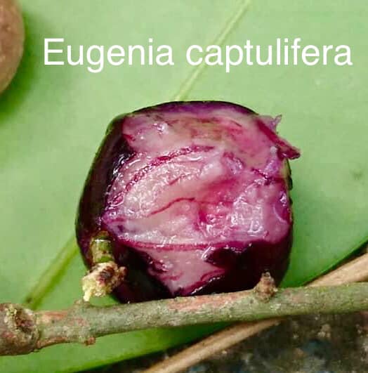 Eugenia capitulifera 1 plant / 1 Pflanze