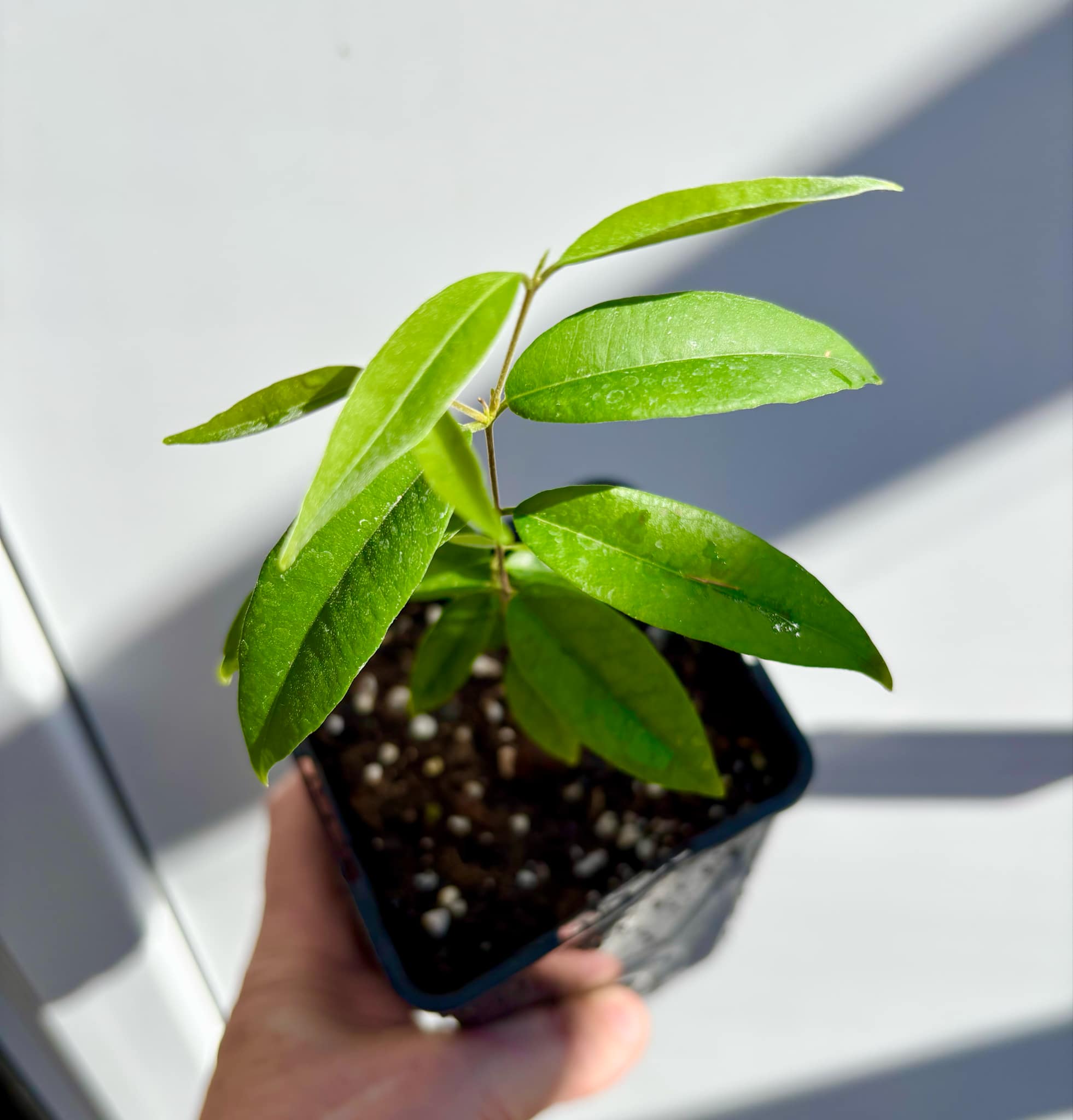 Uvaia do Visconde (Eugenia beaurepairiana) - 1 small potted seedling / 1 kleiner, getopfter Sämling