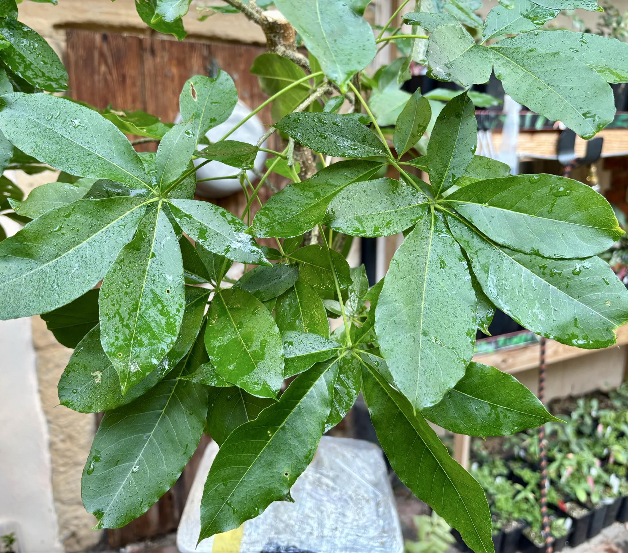 10 years old - White Sapote (Casimiroa edulis) - 1 potted plant / 1 getopfte Pflanze