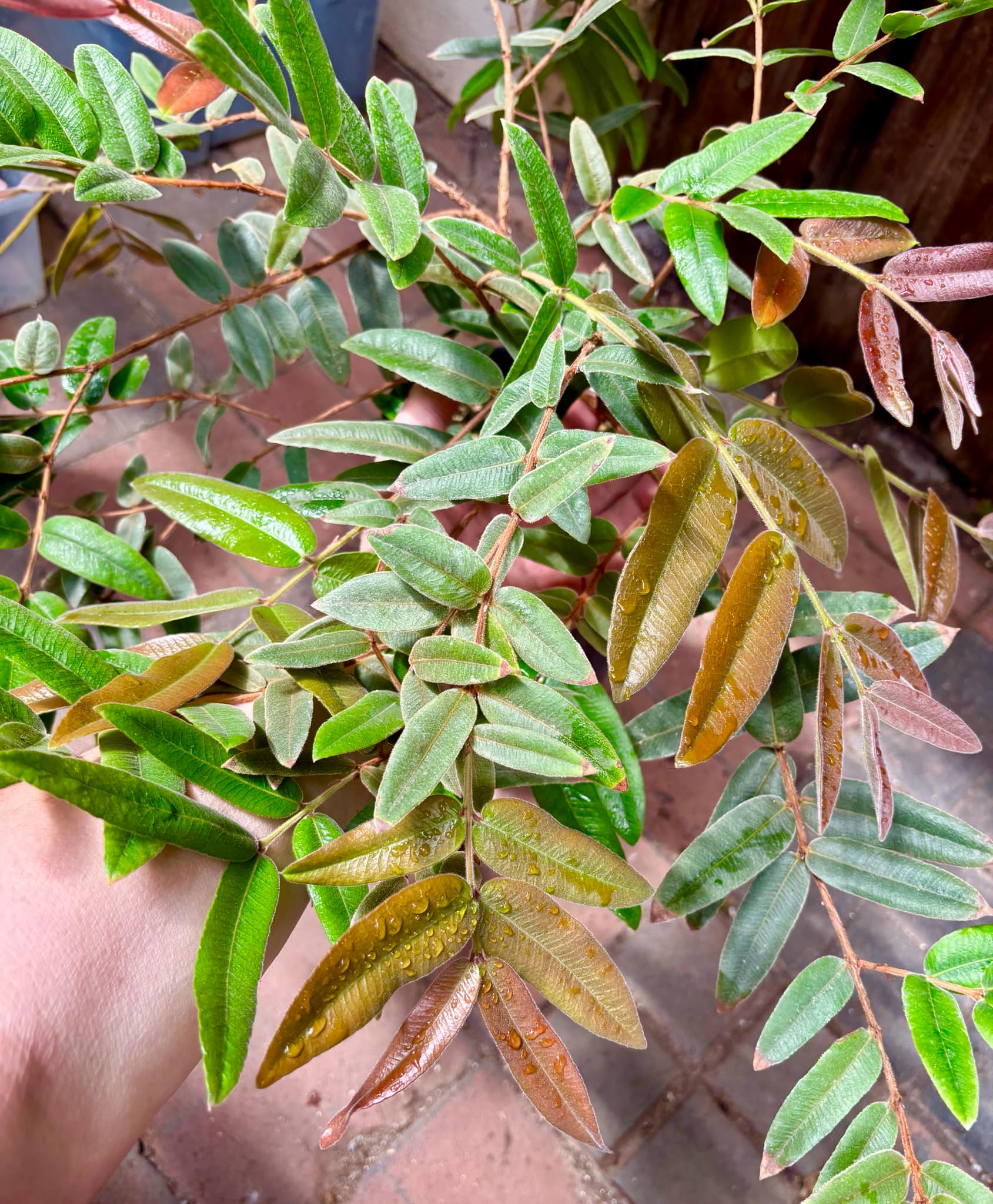 5 years old - Myrciaria caerulescens (Roxa - Blue Guaquiea) - 1 potted plant / 1 getopfte Pflanze 5 years old - Myrciaria caerulescens (Roxa - Blue Guaquiea) - 1 potted plant / 1 getopfte Pflanze